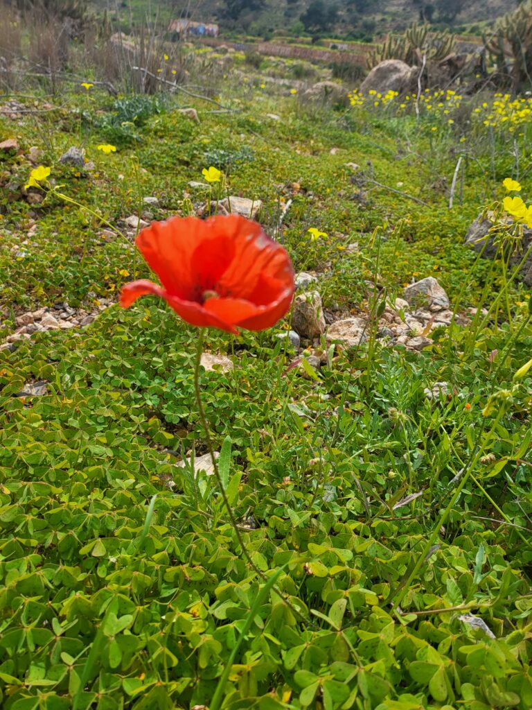 Klatschmohn – Was ist Klatschmohn für eine Art von Pflanze?