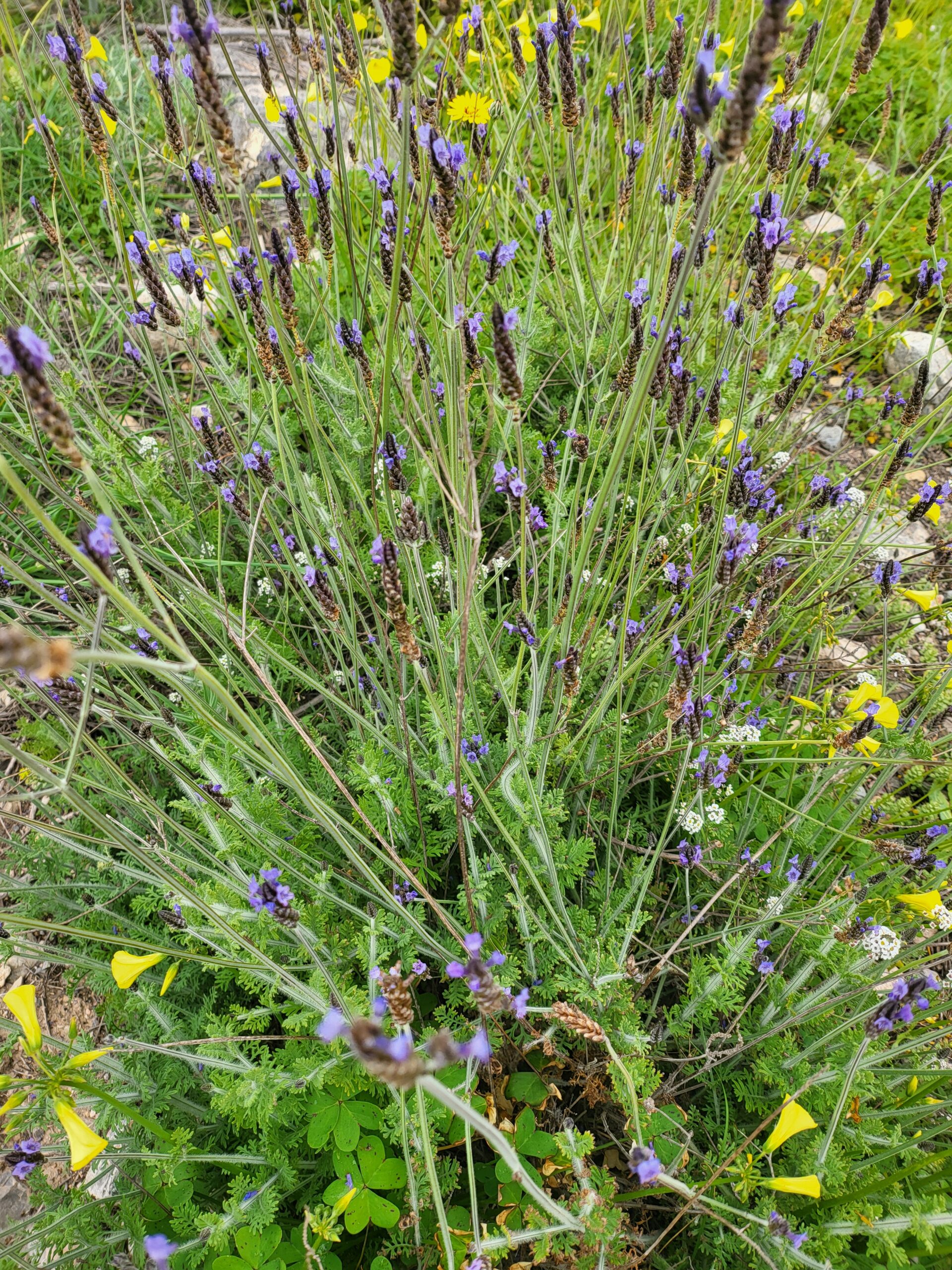 Lavendel Schneiden – Was ist Kanarischer Lavendel für eine Art von Pflanze?