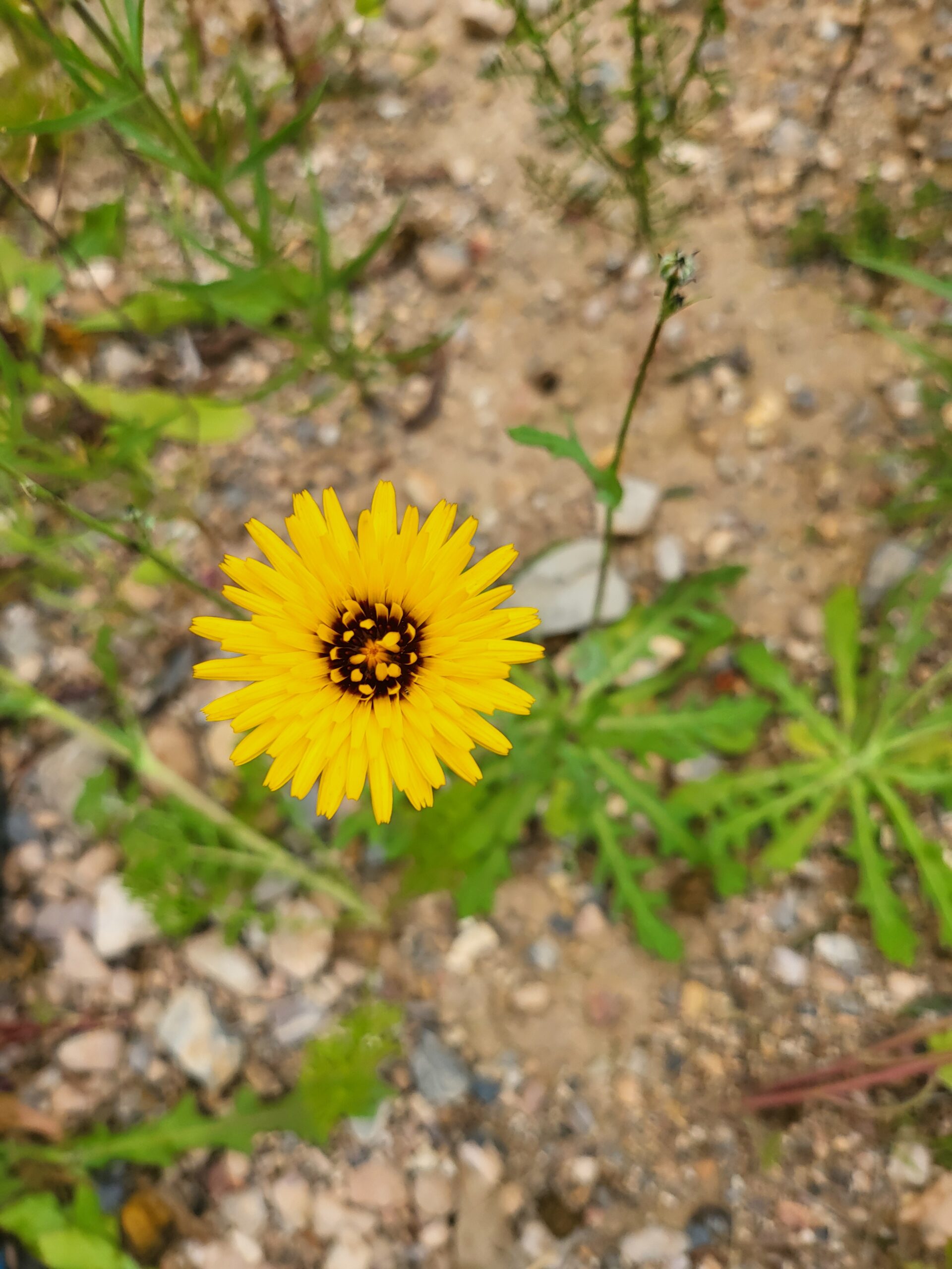 Reichardia Tingitana – Was ist Reichardia tingitana für eine Art von Pflanze und wie wird sie auch genannt?