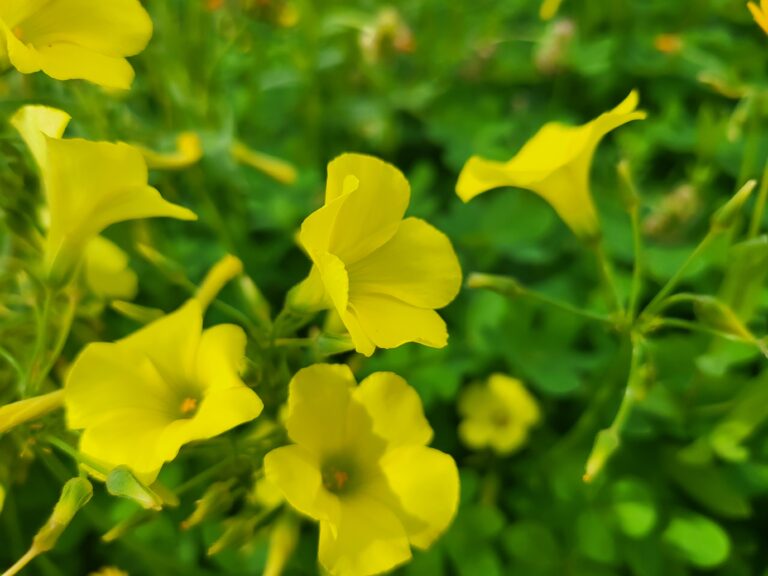 Sauerklee Essbar – Was ist Nickender Sauerklee für eine Pflanze?