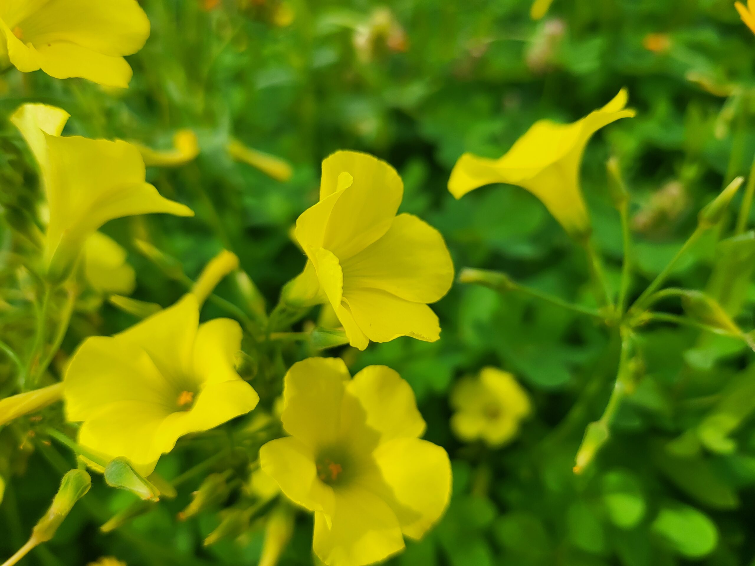 Sauerklee Essbar – Was ist Nickender Sauerklee für eine Pflanze?