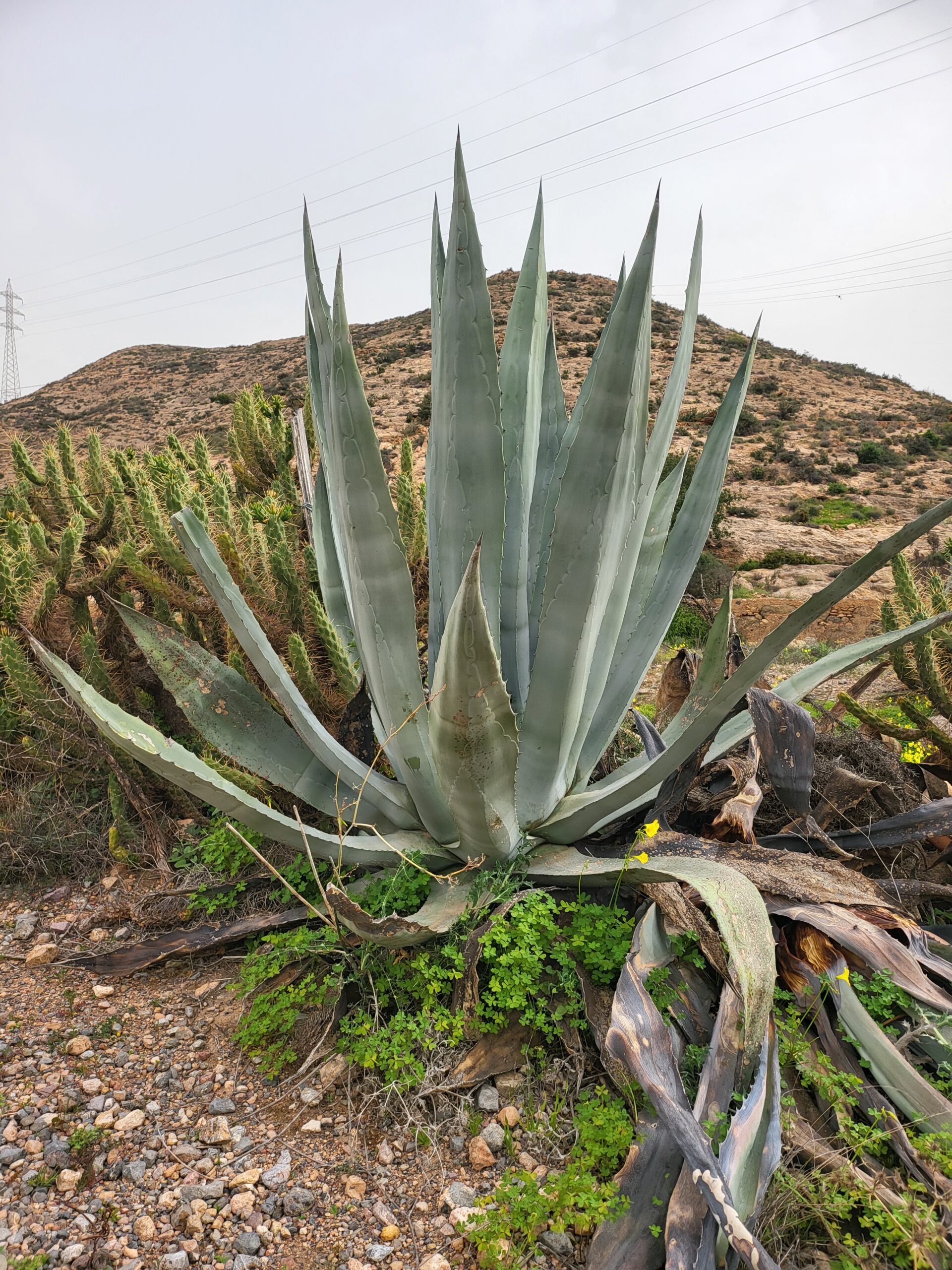 Agave – Agave (Agave americana) Steckbrief: Merkmale, Herkunft und Pflege