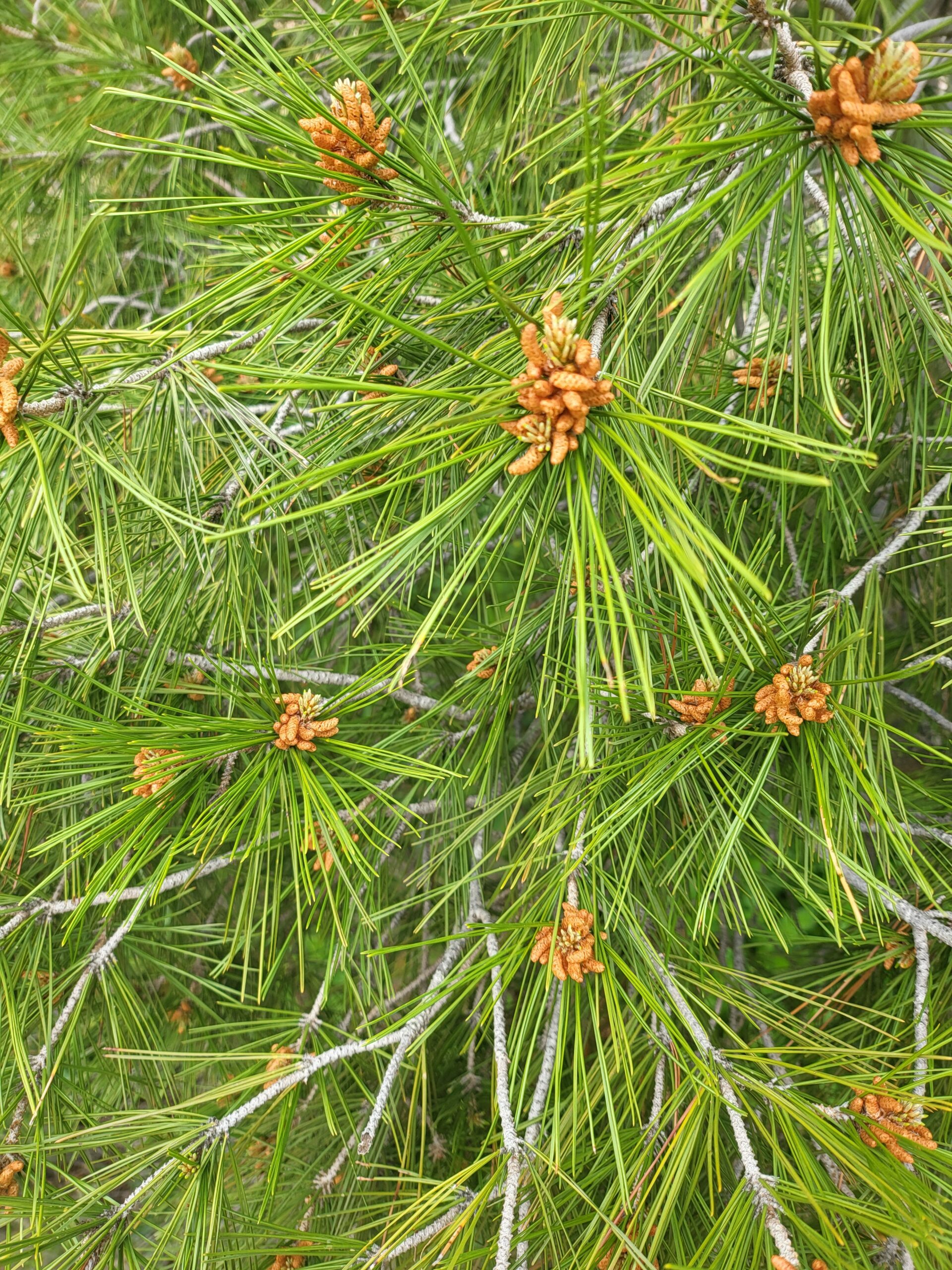 Aleppo-Kiefer Pinie Unterschied – ergänzende Aufnahme mit typischen Merkmalen