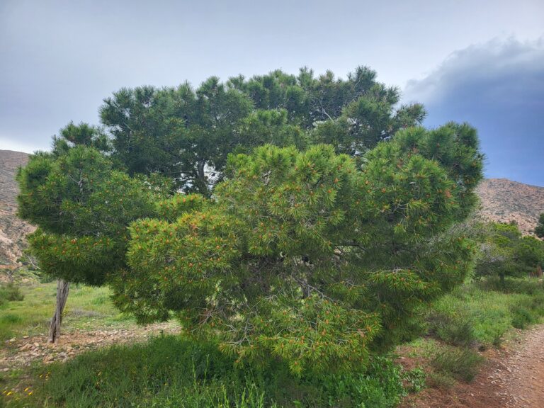 Aleppo-Kiefer Pinie Unterschied – Aleppo-Kiefer