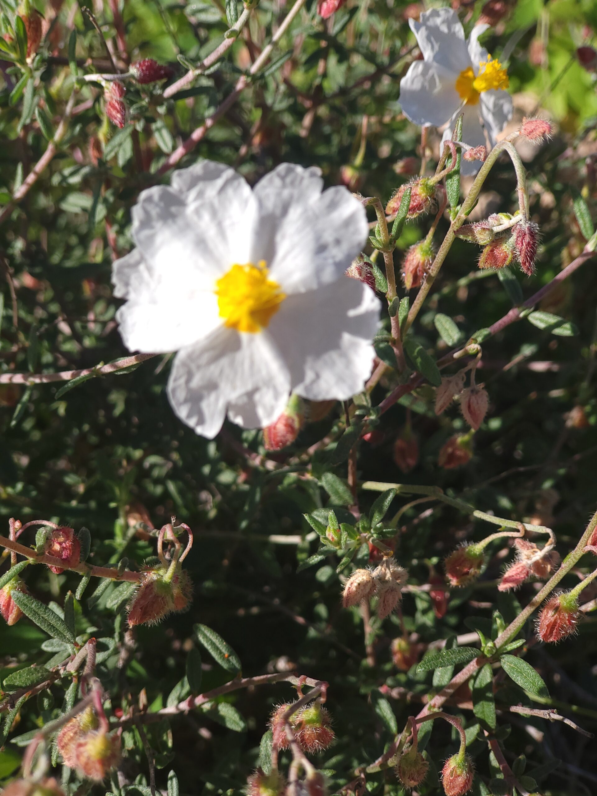 Almeria Sonnenröschen – ergänzende Aufnahme mit typischen Merkmalen