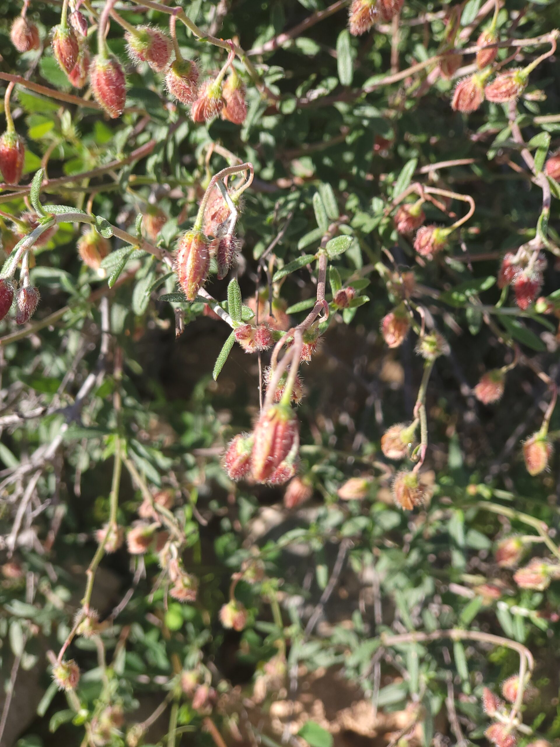 Almeria Sonnenröschen – Detailansicht zur Bestimmung