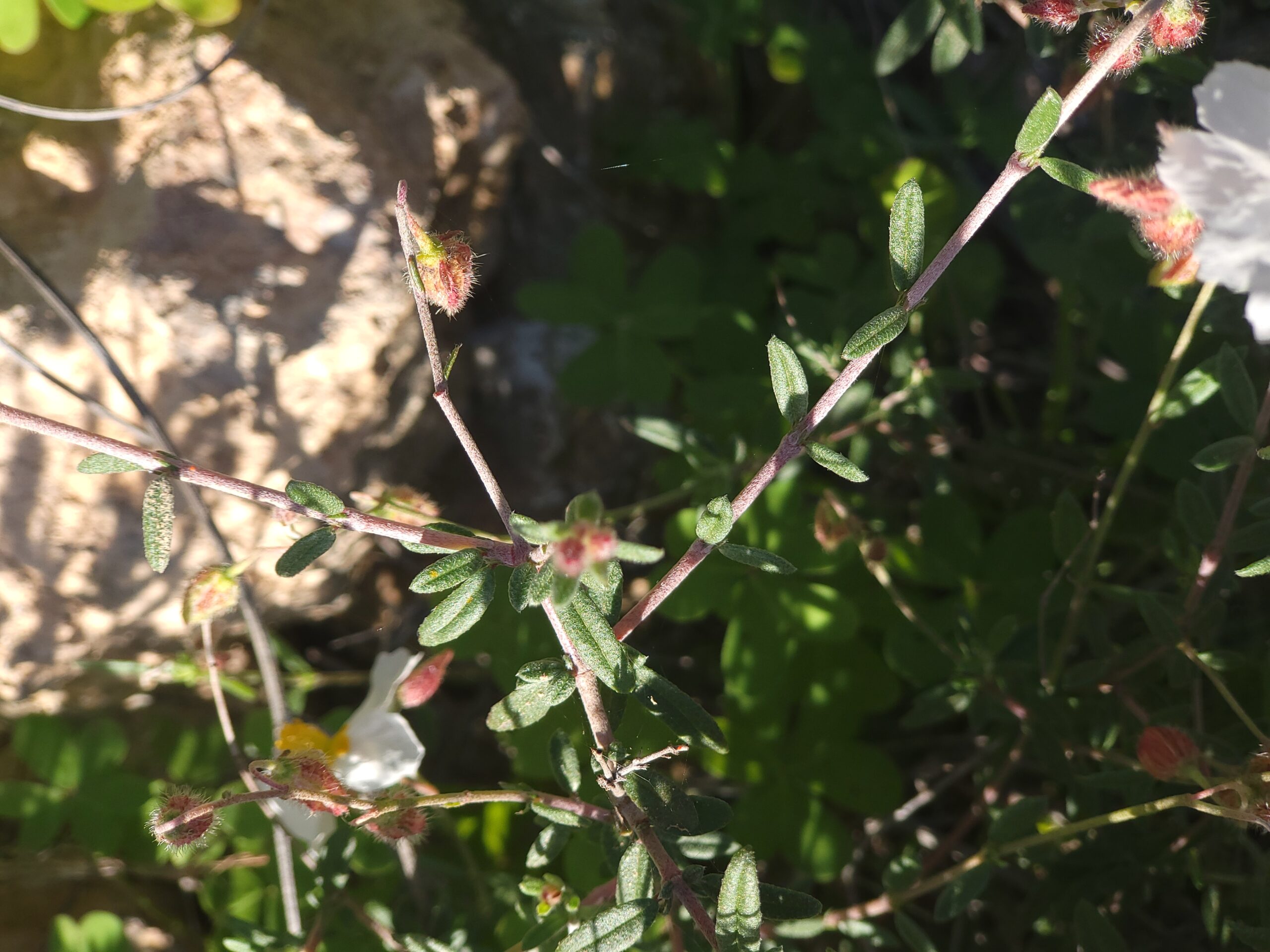 Almeria Sonnenröschen – ergänzende Ansicht 3