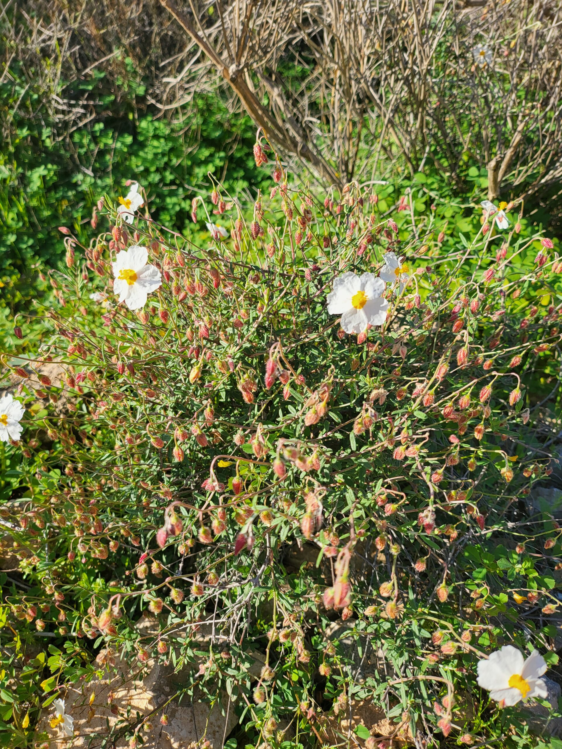 Almeria Sonnenröschen