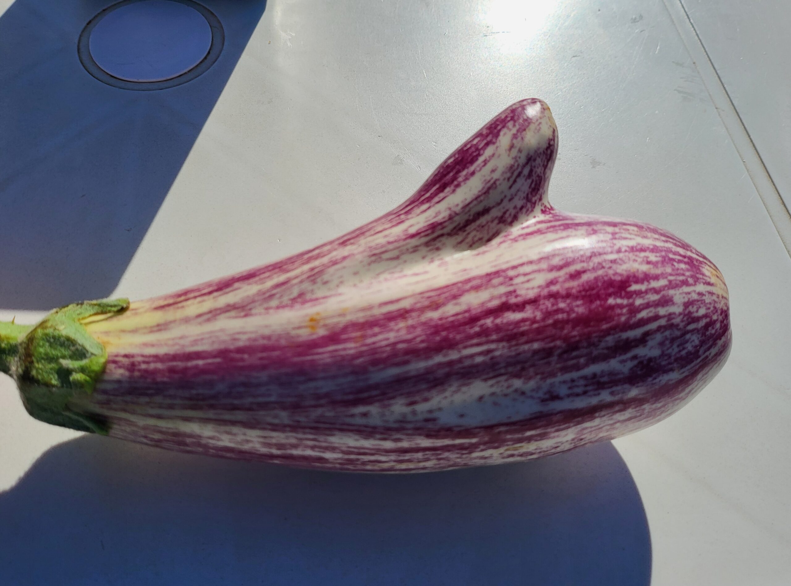 Aubergine Lista De Gandia – Was ist die Aubergine Lista de Gandia