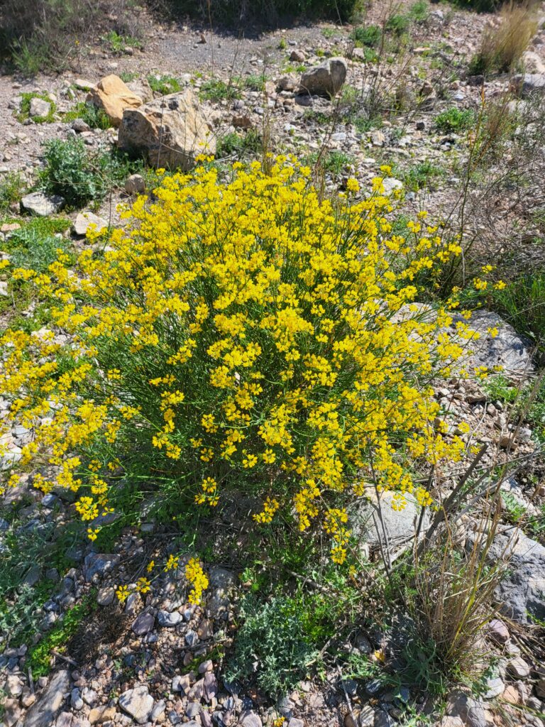 Besenginster – Pfriemenginster im Pflanzen-Lexikon: Merkmale, Herkunft und Verwendung