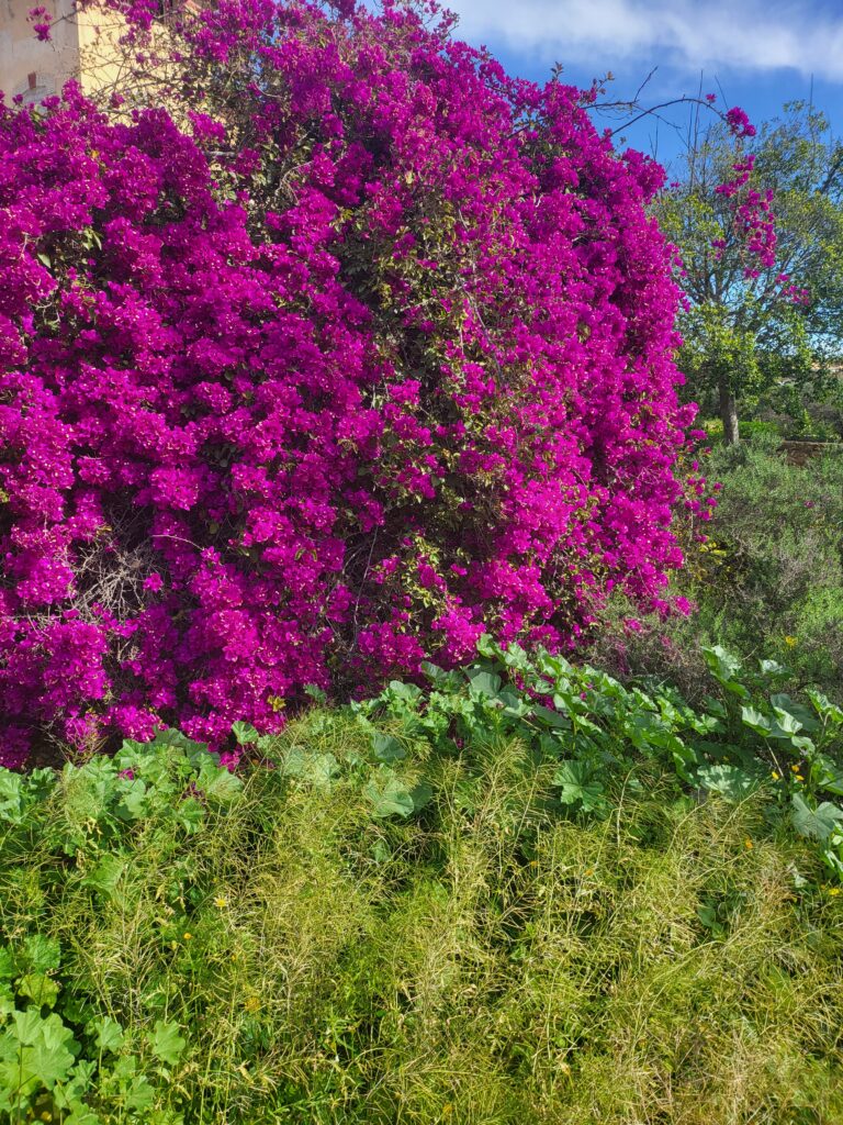 Bougainvillea – Bougainvillea (Bougainvillea spectabilis) Steckbrief: Merkmale, Herkunft und Pflege