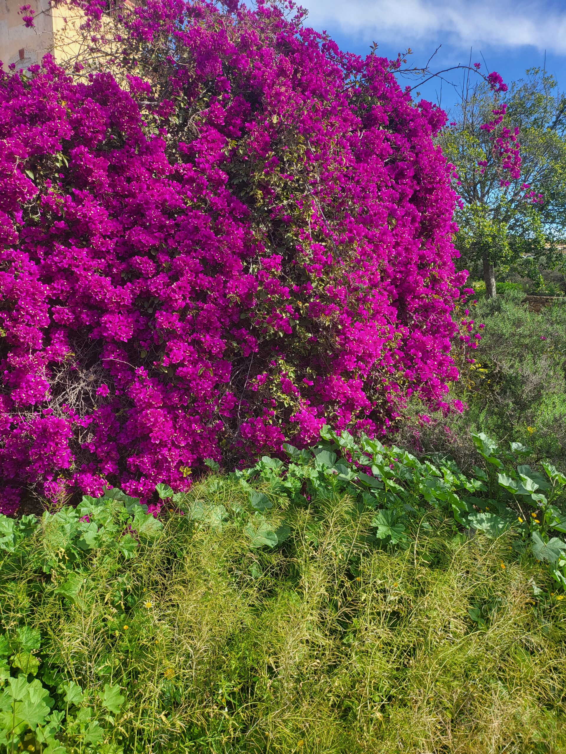 Bougainvillea – Bougainvillea (Bougainvillea spectabilis) Steckbrief: Merkmale, Herkunft und Pflege