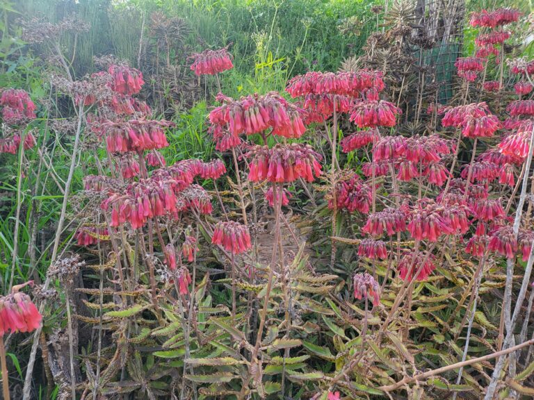 Brutblatt – Brutblatt (Kalanchoe daigremontiana x Kalanchoe tubiflora) Steckbrief: Merkmale, Herkunft und Pflege