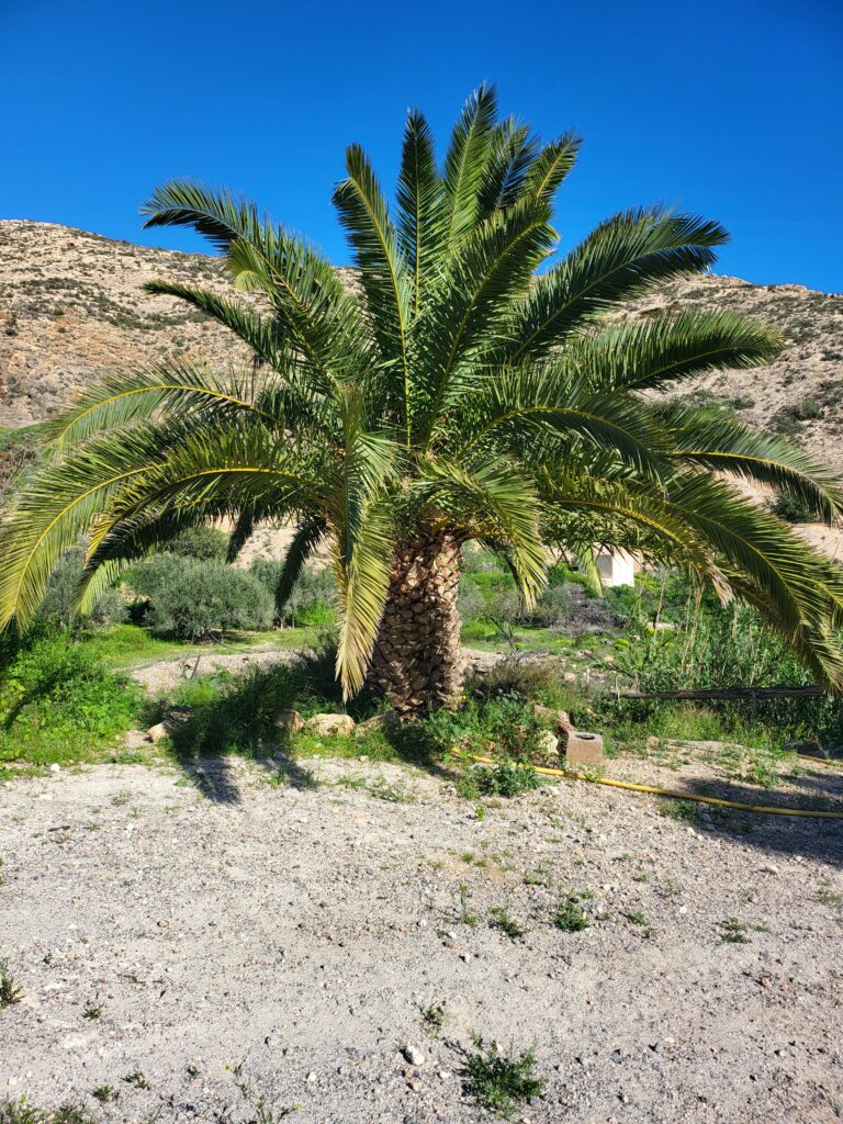 Dattelpalme Pflege – Dattelpalme (Phoenix dactylifera) Steckbrief: Merkmale, Herkunft und Pflege