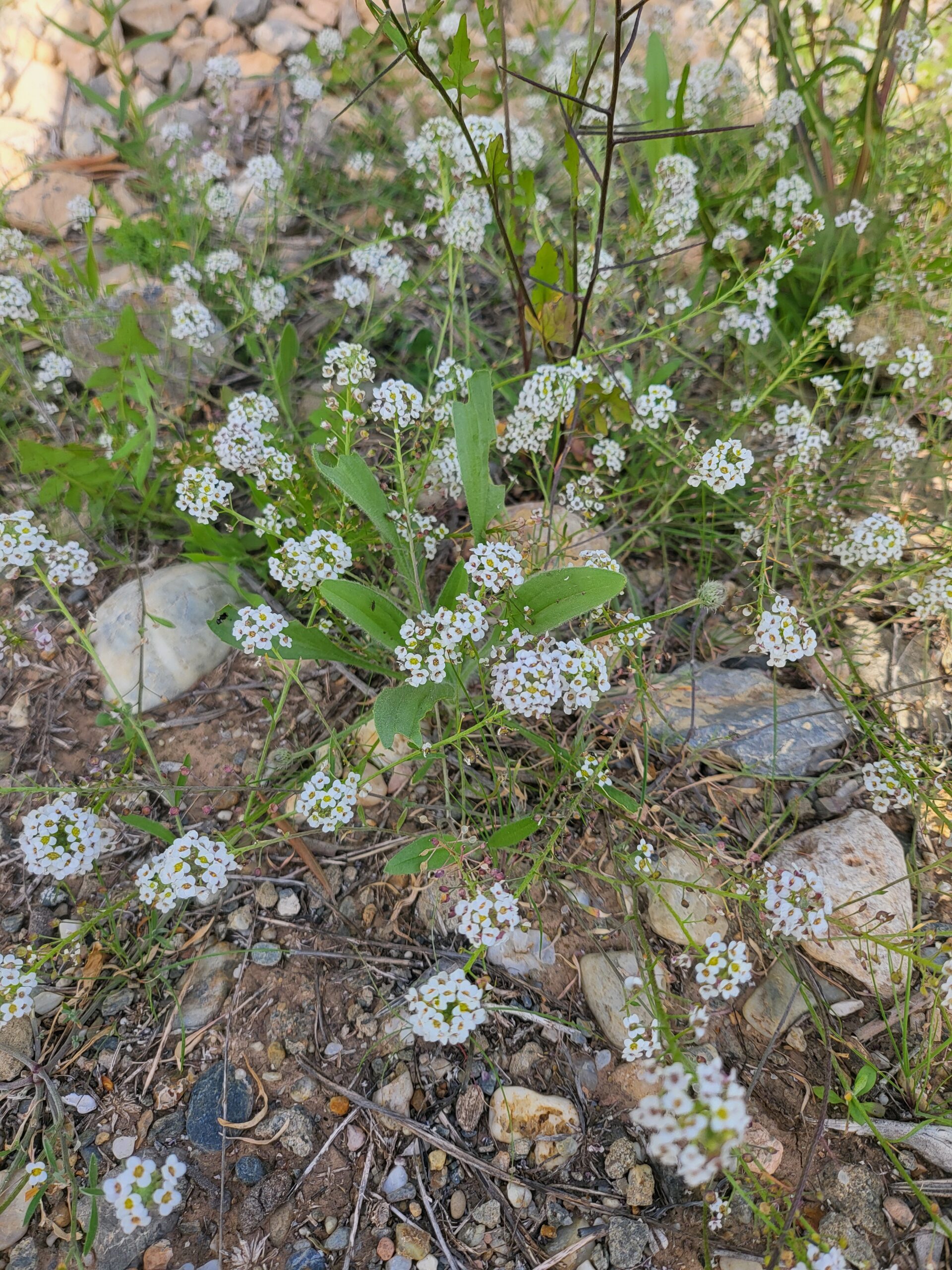 Duftsteinrich – Duftsteinrich (Lobularia maritima) Steckbrief: Merkmale, Herkunft und Pflege