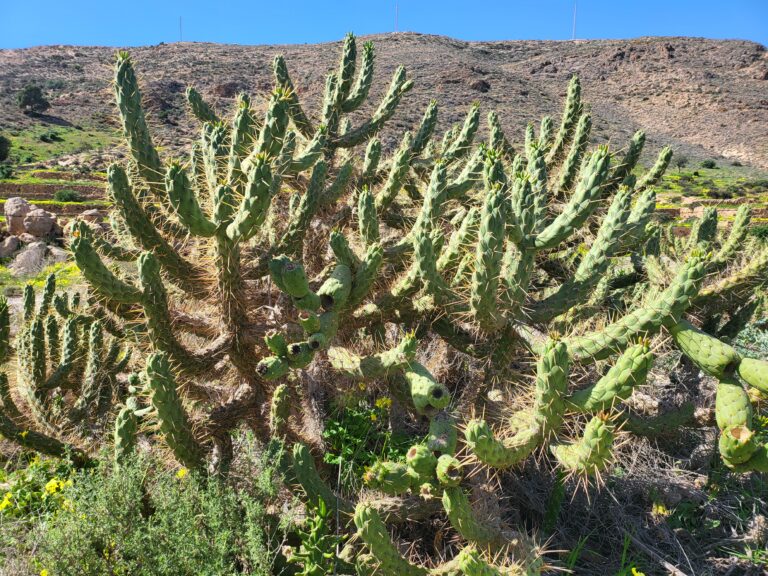 Feigenkaktus – Feigenkaktus (Opuntia) Steckbrief: Merkmale, Herkunft und Pflege