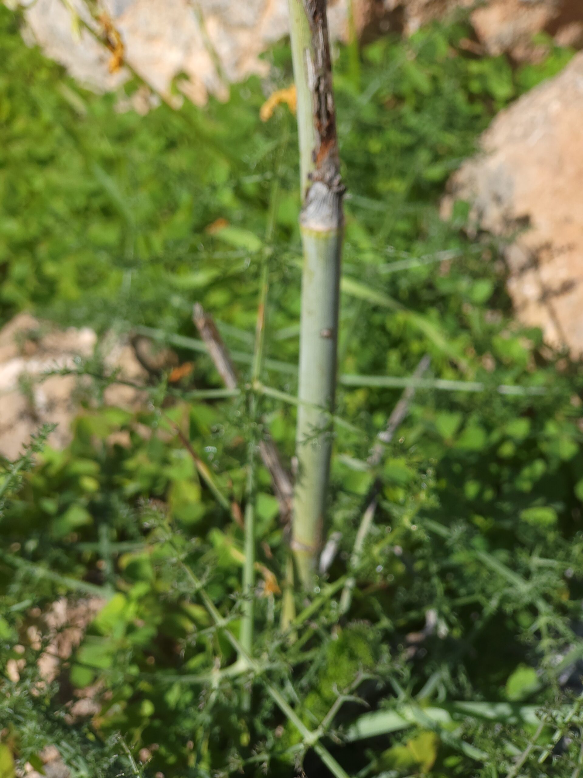 Gemeiner Fenchel Essbar – Detailansicht zur Bestimmung