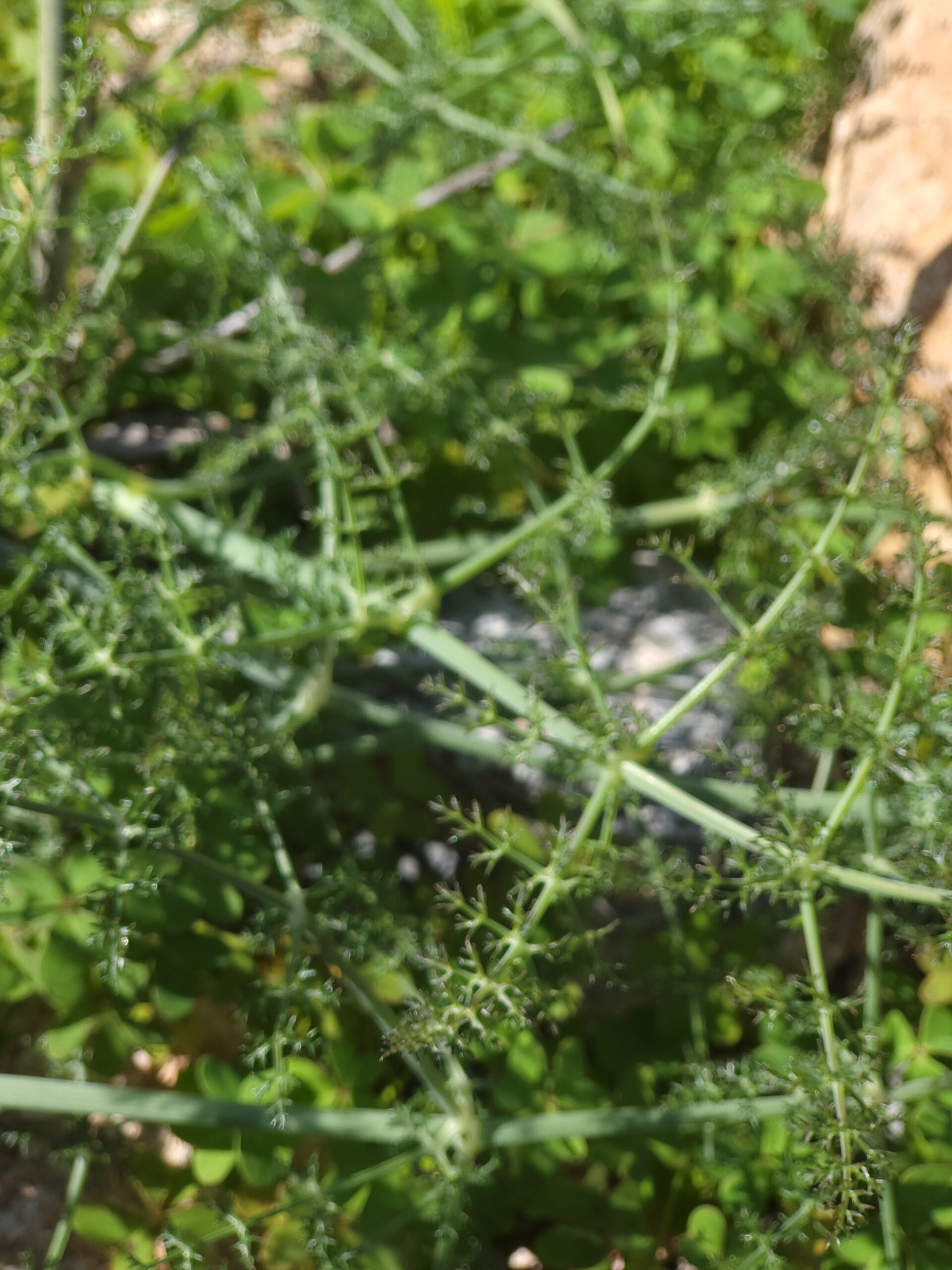 Gemeiner Fenchel Essbar – ergänzende Ansicht 3