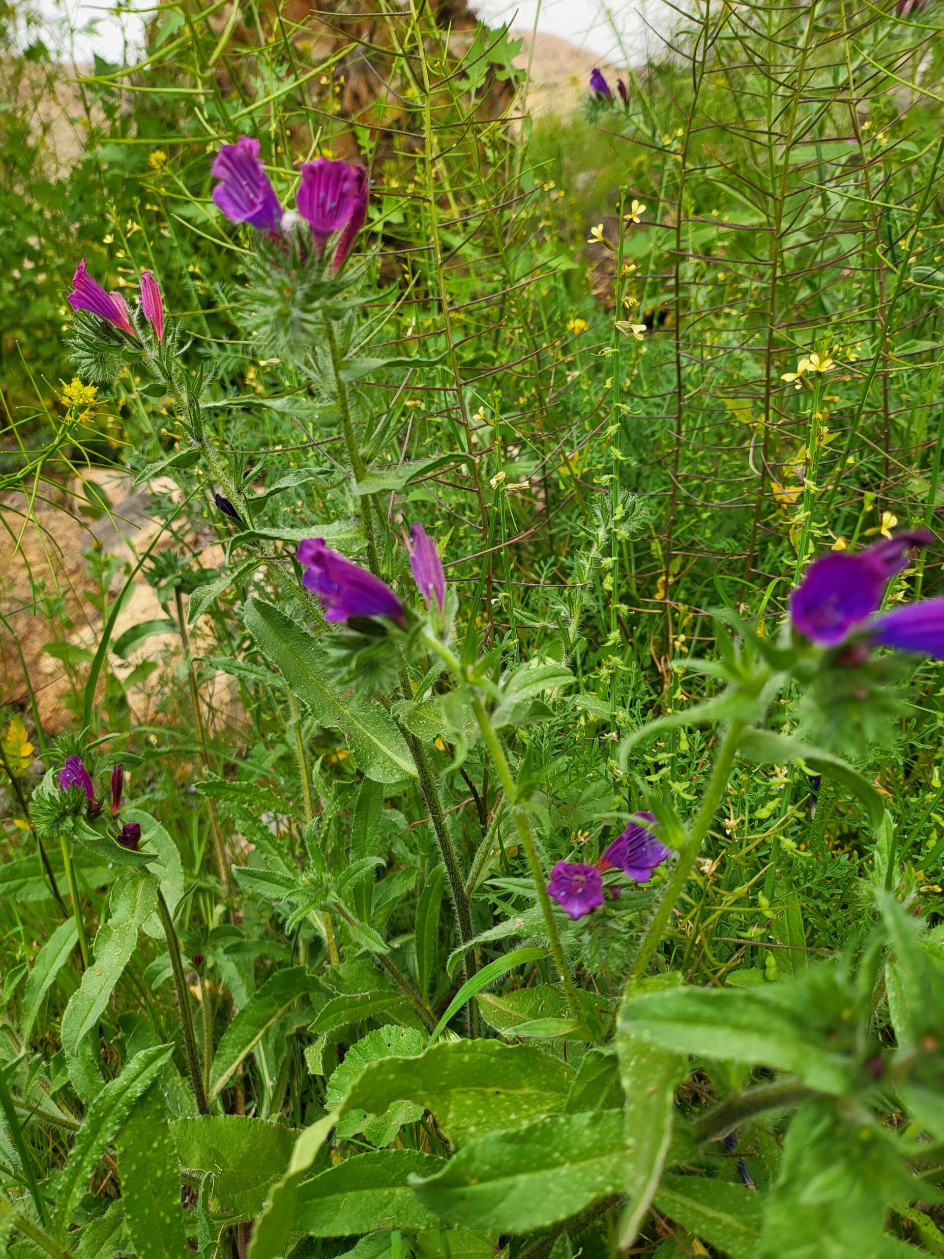 Gewöhnlicher Natternkopf – Natternkopf (Echium vulgare) Steckbrief: Merkmale, Herkunft und Pflege