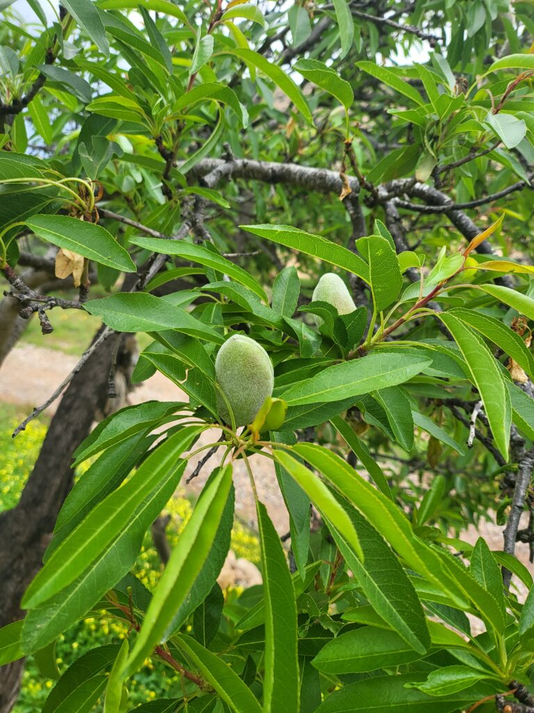 Grüne Mandeln Ernten