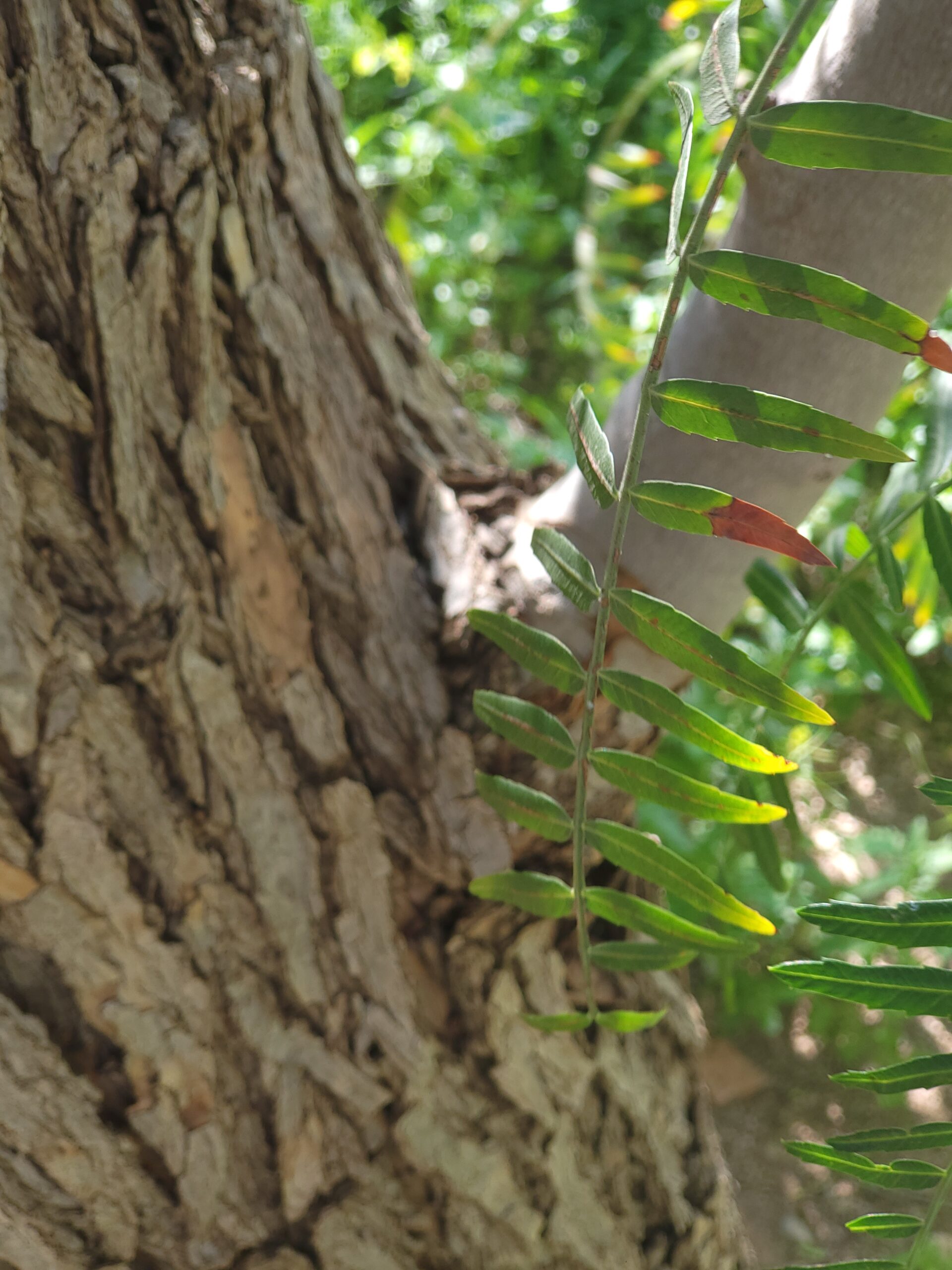 Kalifornischer Pfefferbaum – ergänzende Ansicht 3