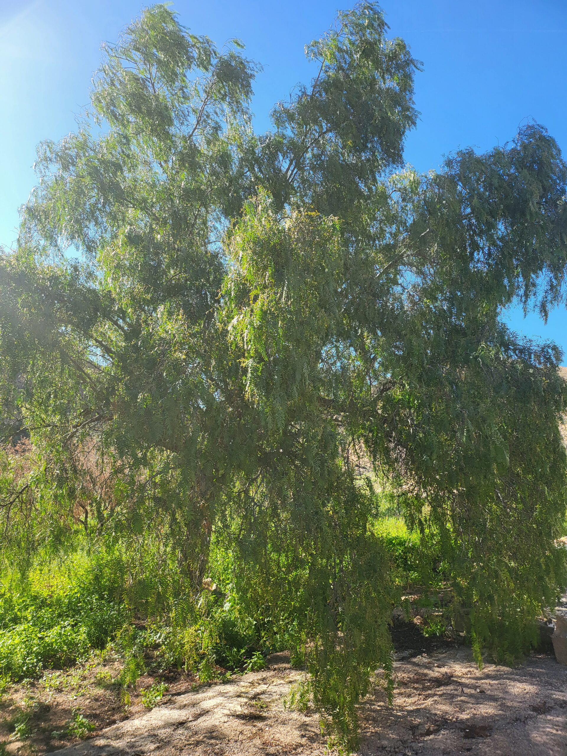 Kalifornischer Pfefferbaum