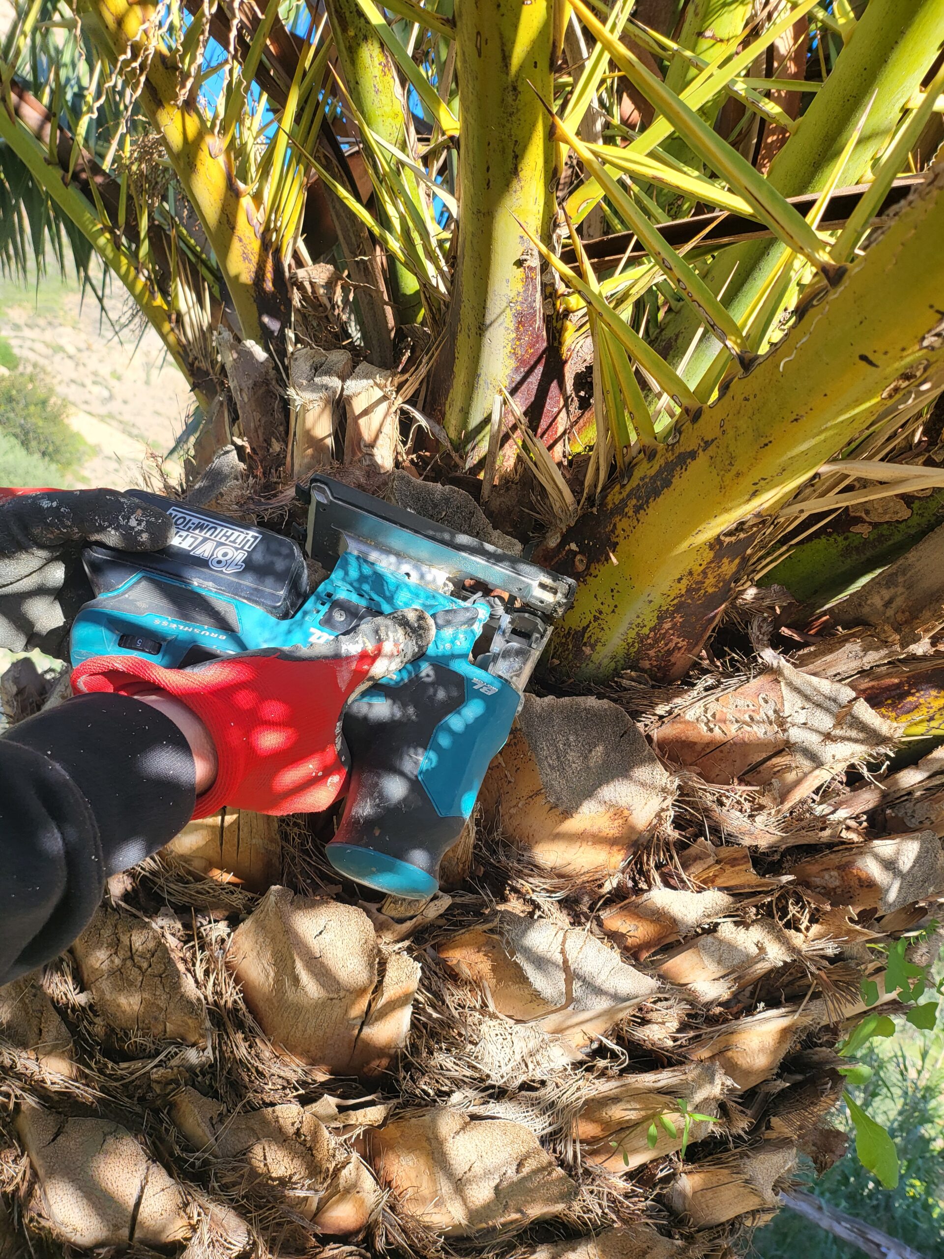 Kanarische Dattelpalme Schneiden – Detailansicht zur Bestimmung