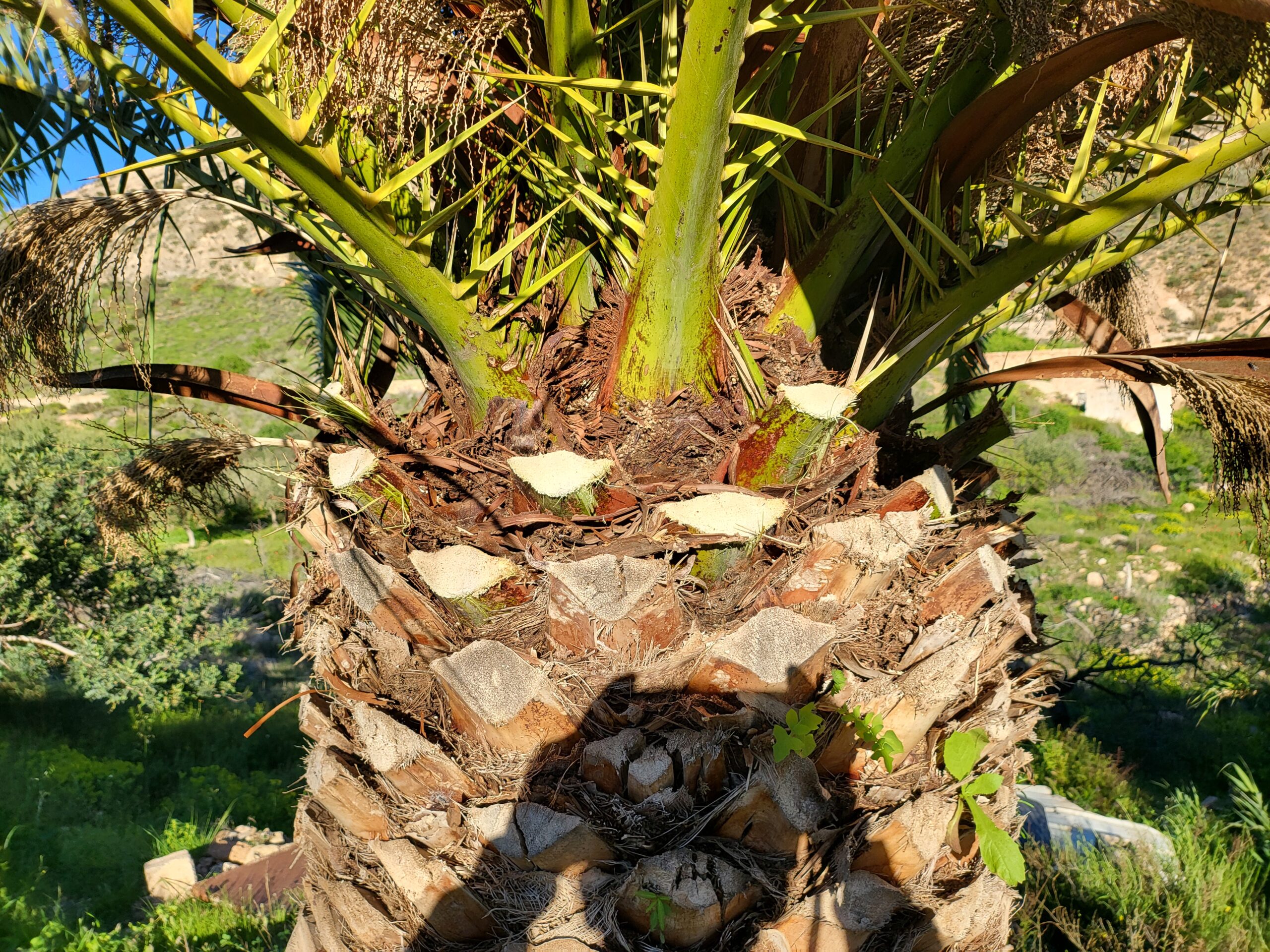 Kanarische Dattelpalme Schneiden – ergänzende Ansicht 3