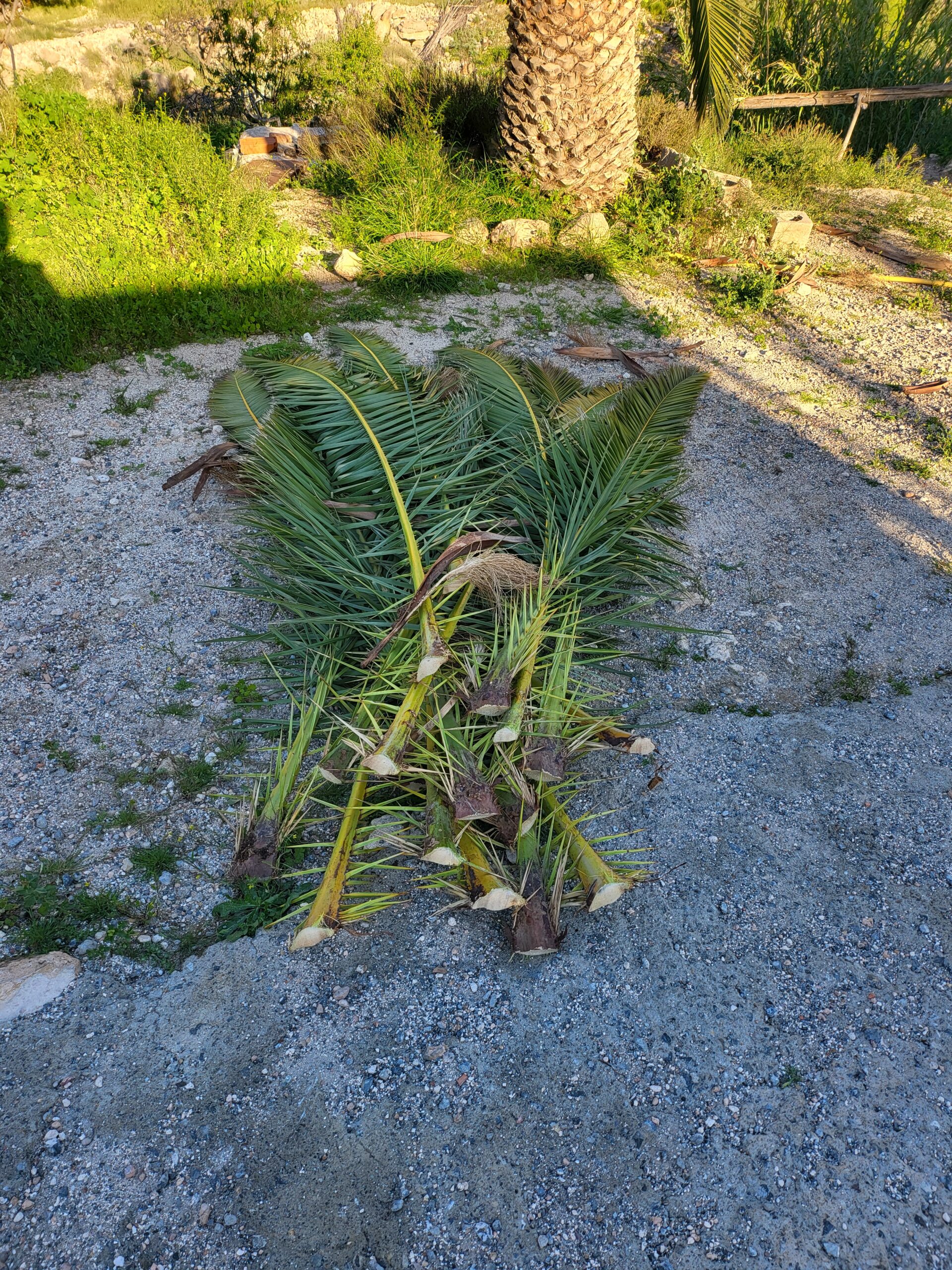 Kanarische Dattelpalme Schneiden – Dattelpalme schneiden