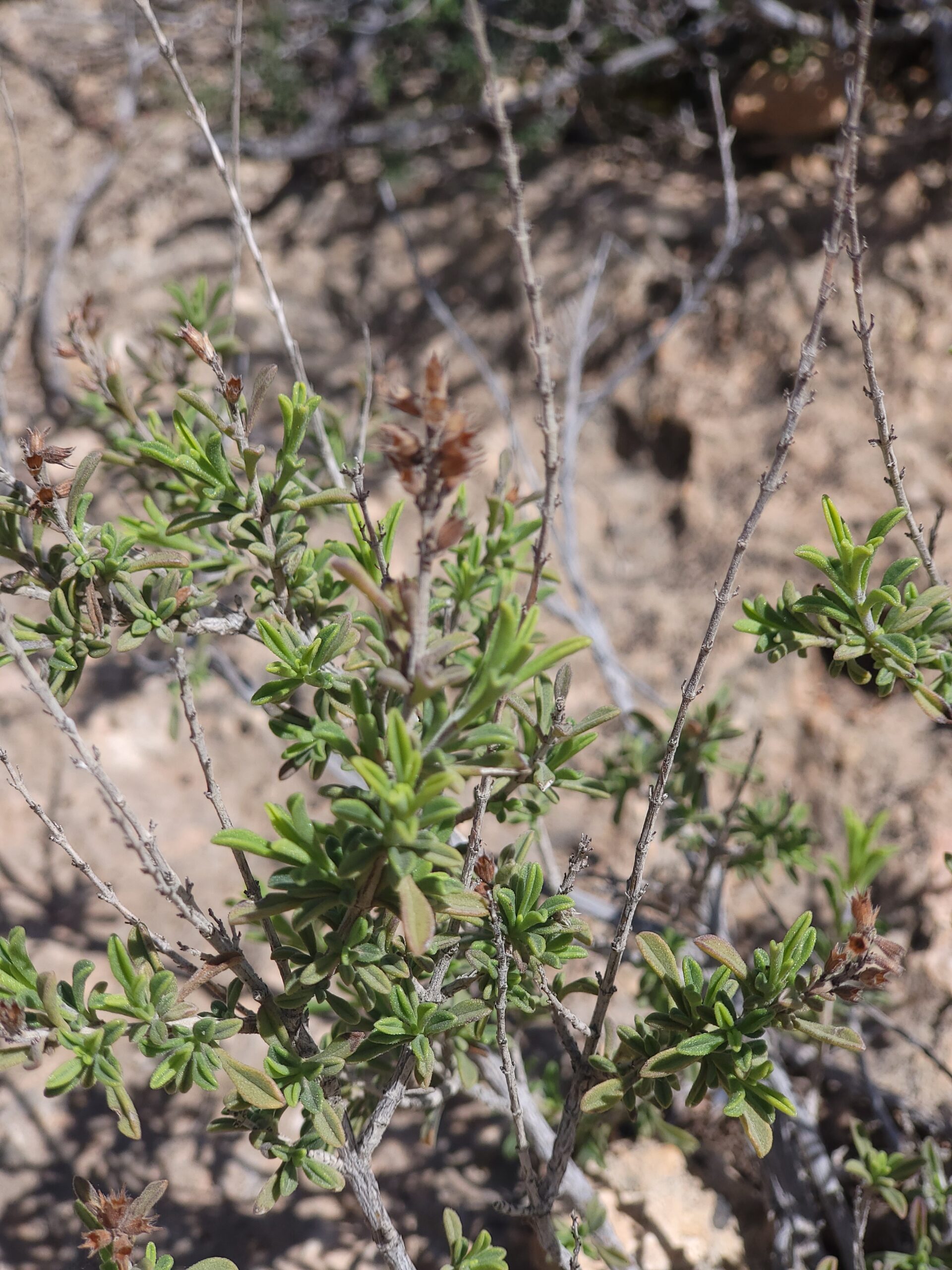 Keilblättriges Bohnenkraut – Detailansicht zur Bestimmung