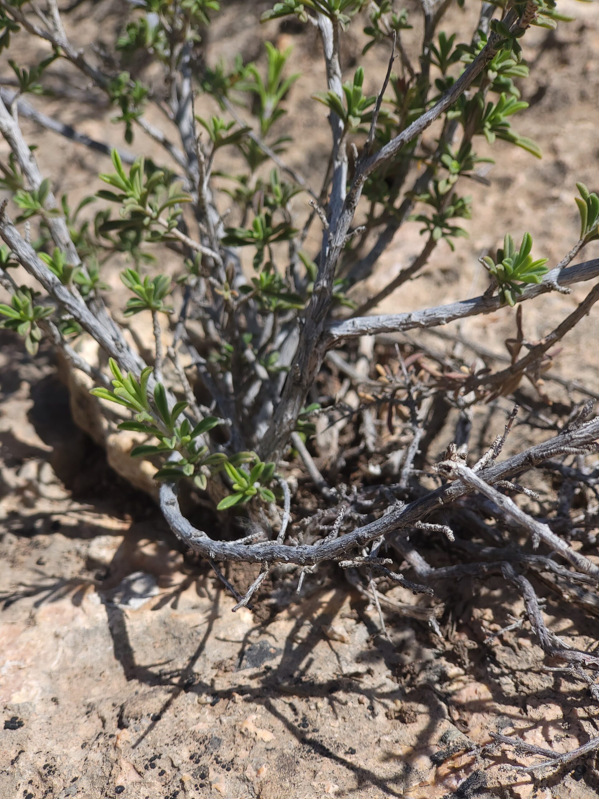 Keilblättriges Bohnenkraut – ergänzende Ansicht 3