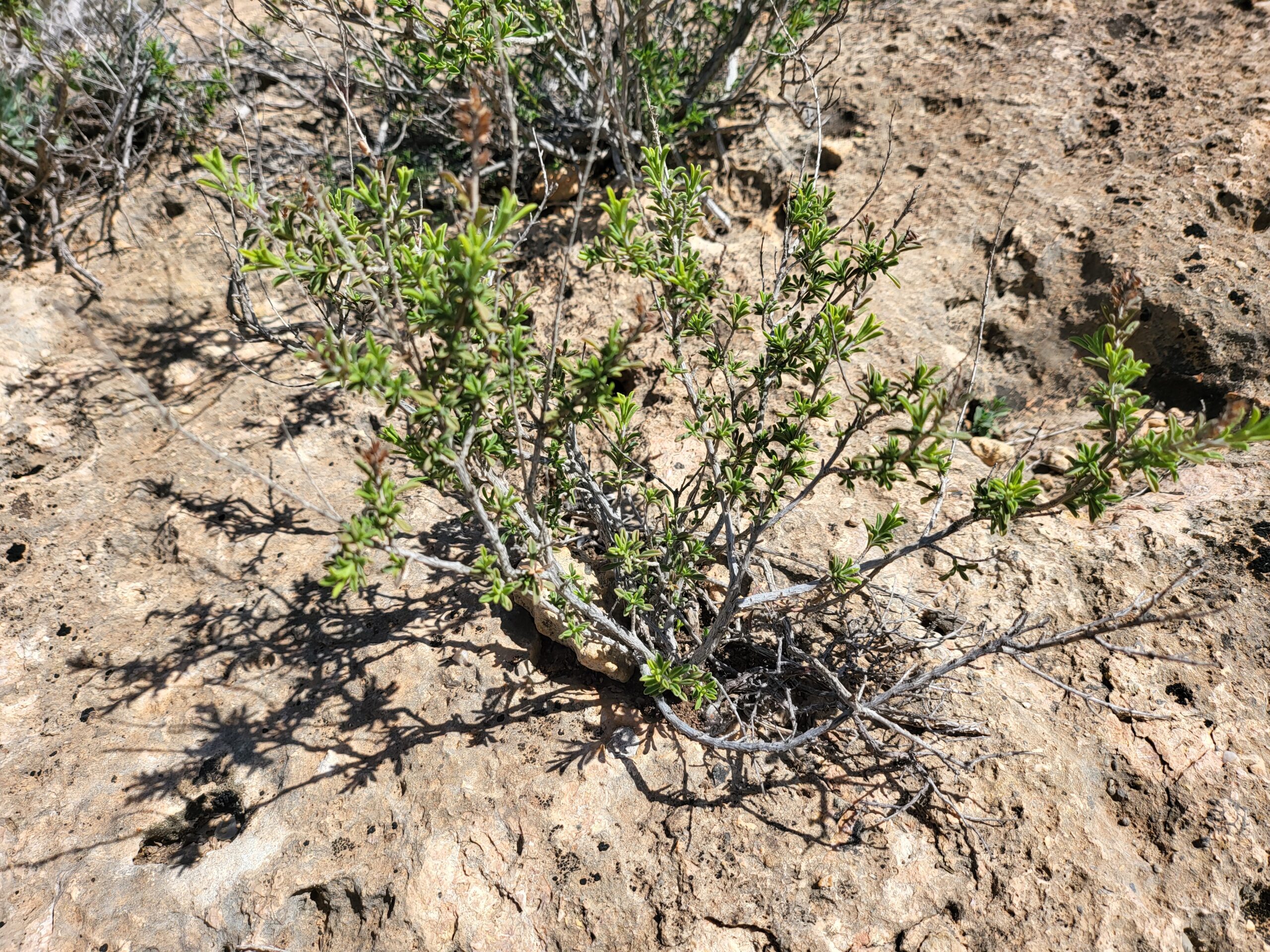 Keilblättriges Bohnenkraut