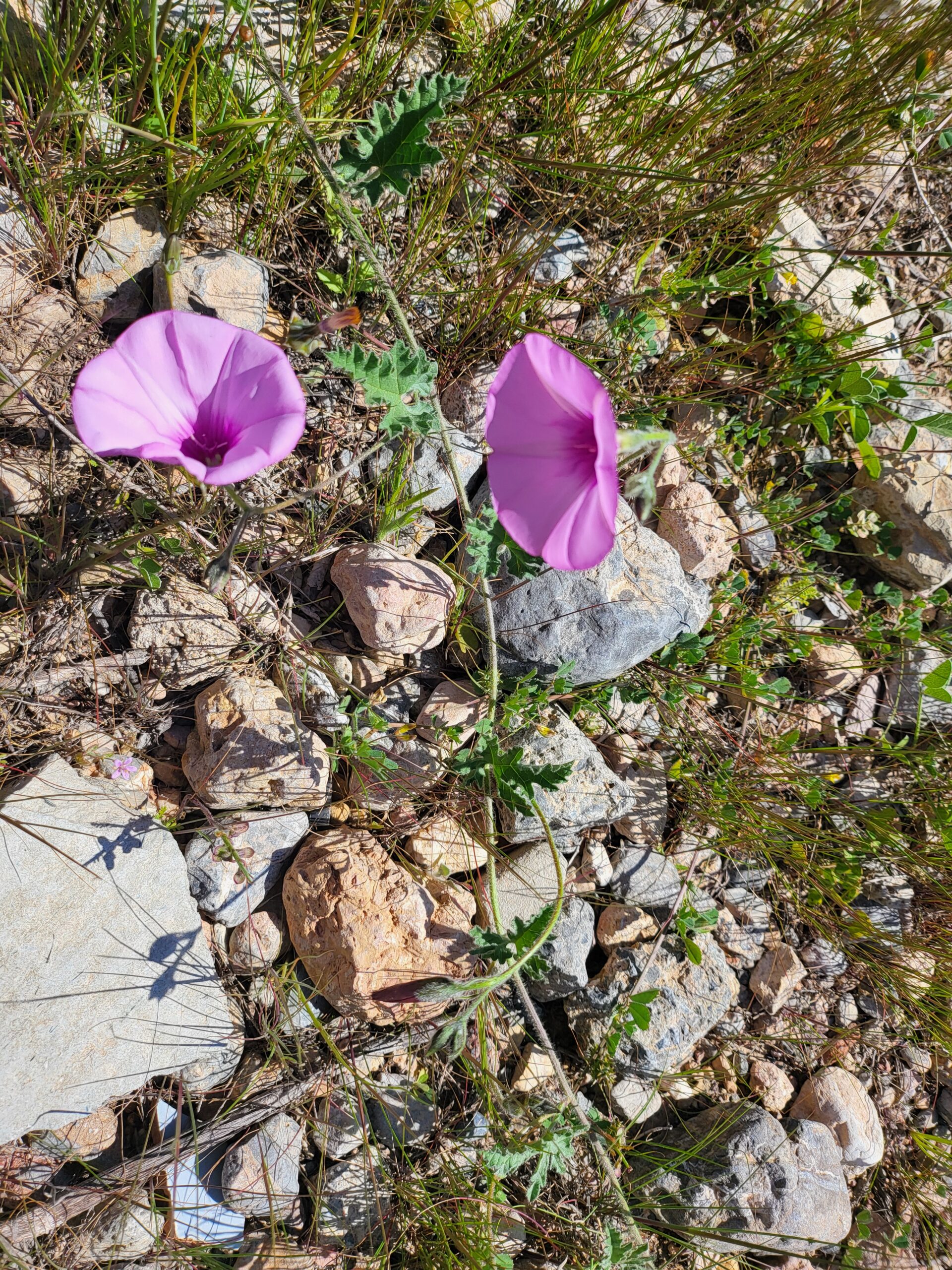 Malvenähnliche Winde