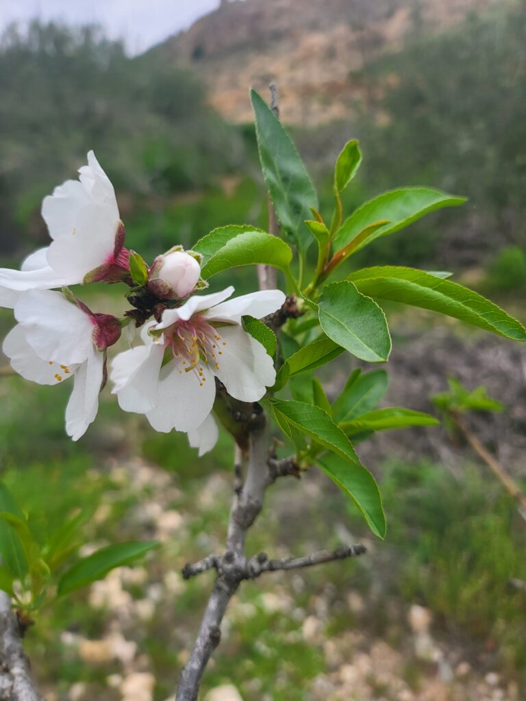 Mandelbaum – Was ist ein Mandelbaum für eine Art von Pflanze?