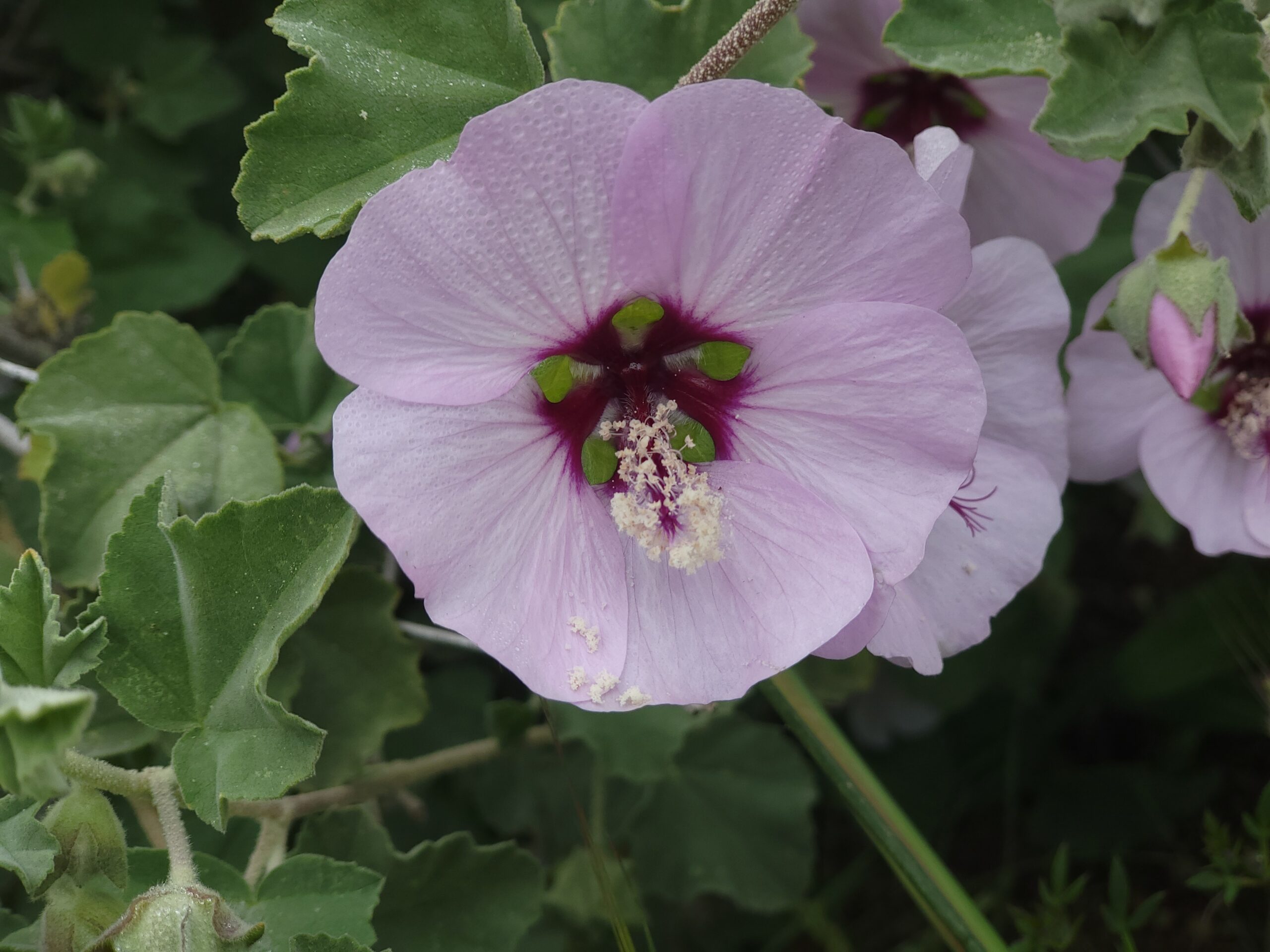 Meerstrandbechermalve – ergänzende Aufnahme mit typischen Merkmalen