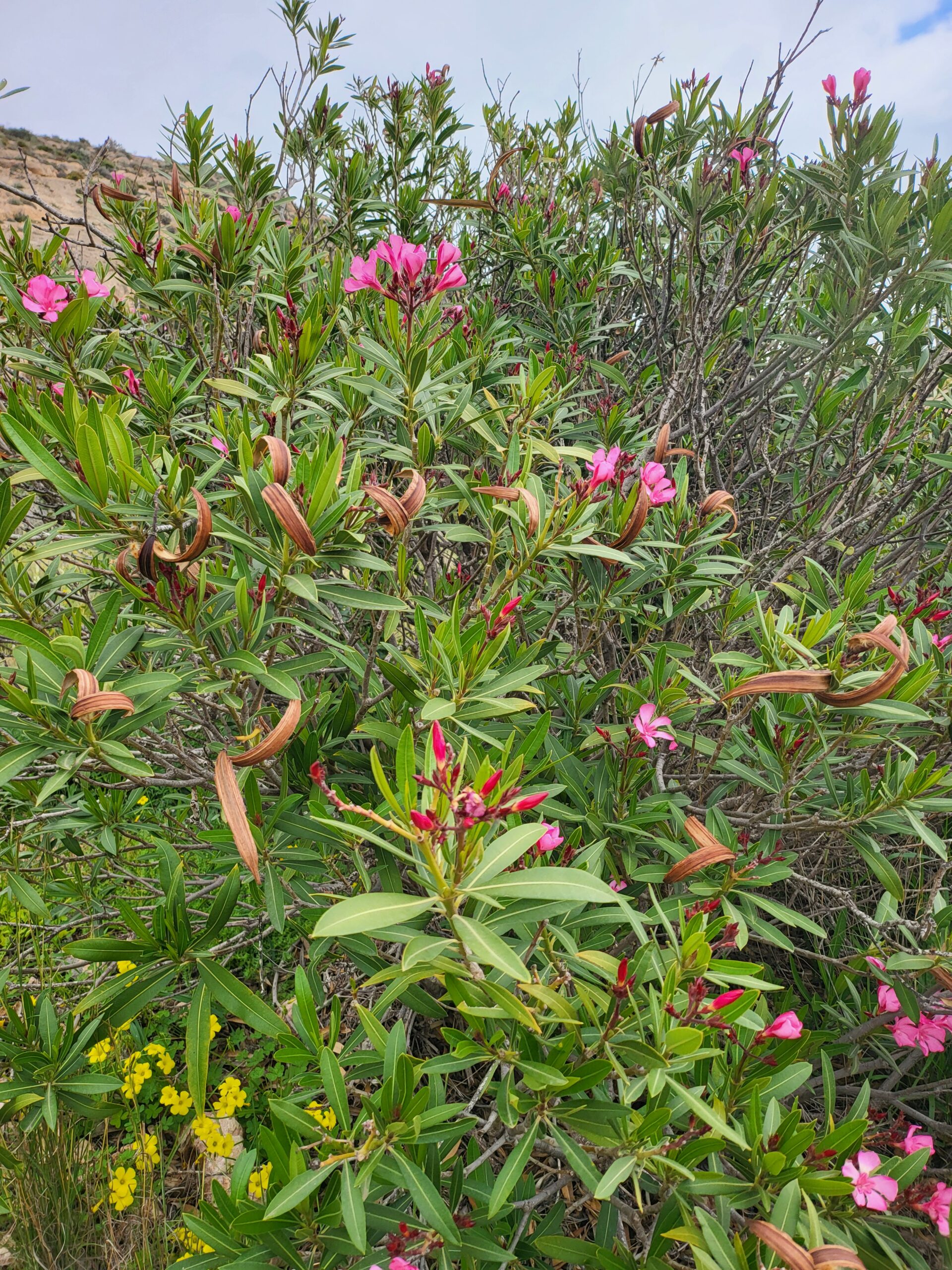 Oleander Wurzeln Schneiden – Oleander