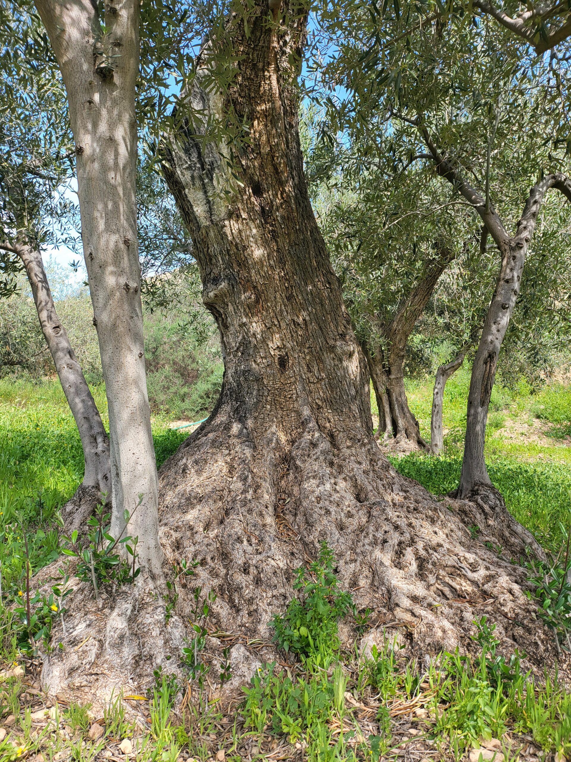 Olivenbaum Schneiden – ergänzende Aufnahme mit typischen Merkmalen