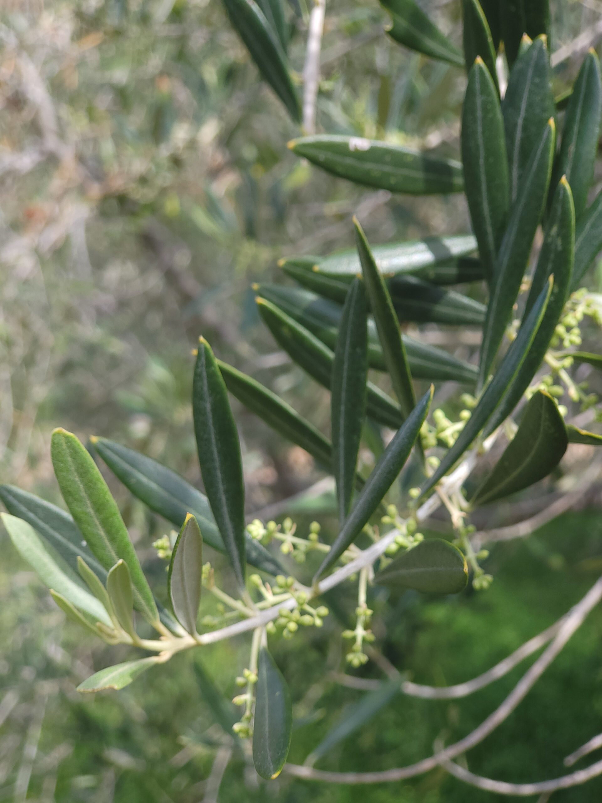 Olivenbaum Schneiden – Detailansicht zur Bestimmung