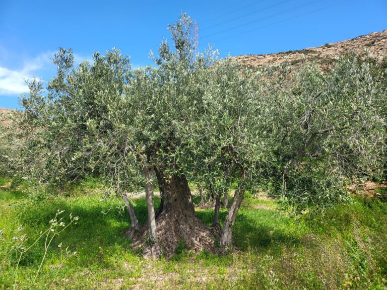 Olivenbaum Schneiden – Olivenbaum