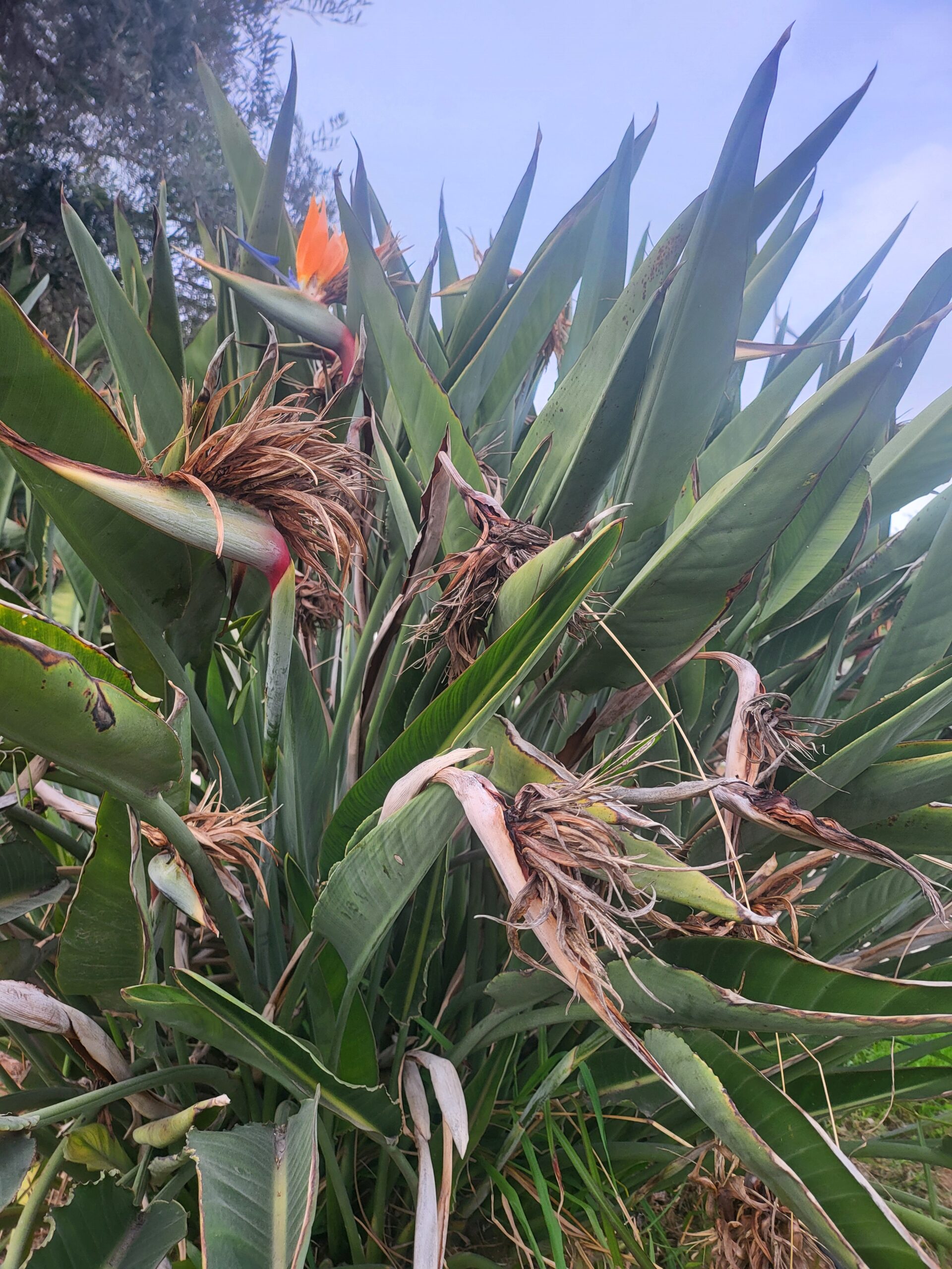 Paradiesvogelblume – Paradiesvogelblume (Strelitzia reginae) Steckbrief: Merkmale, Herkunft und Pflege