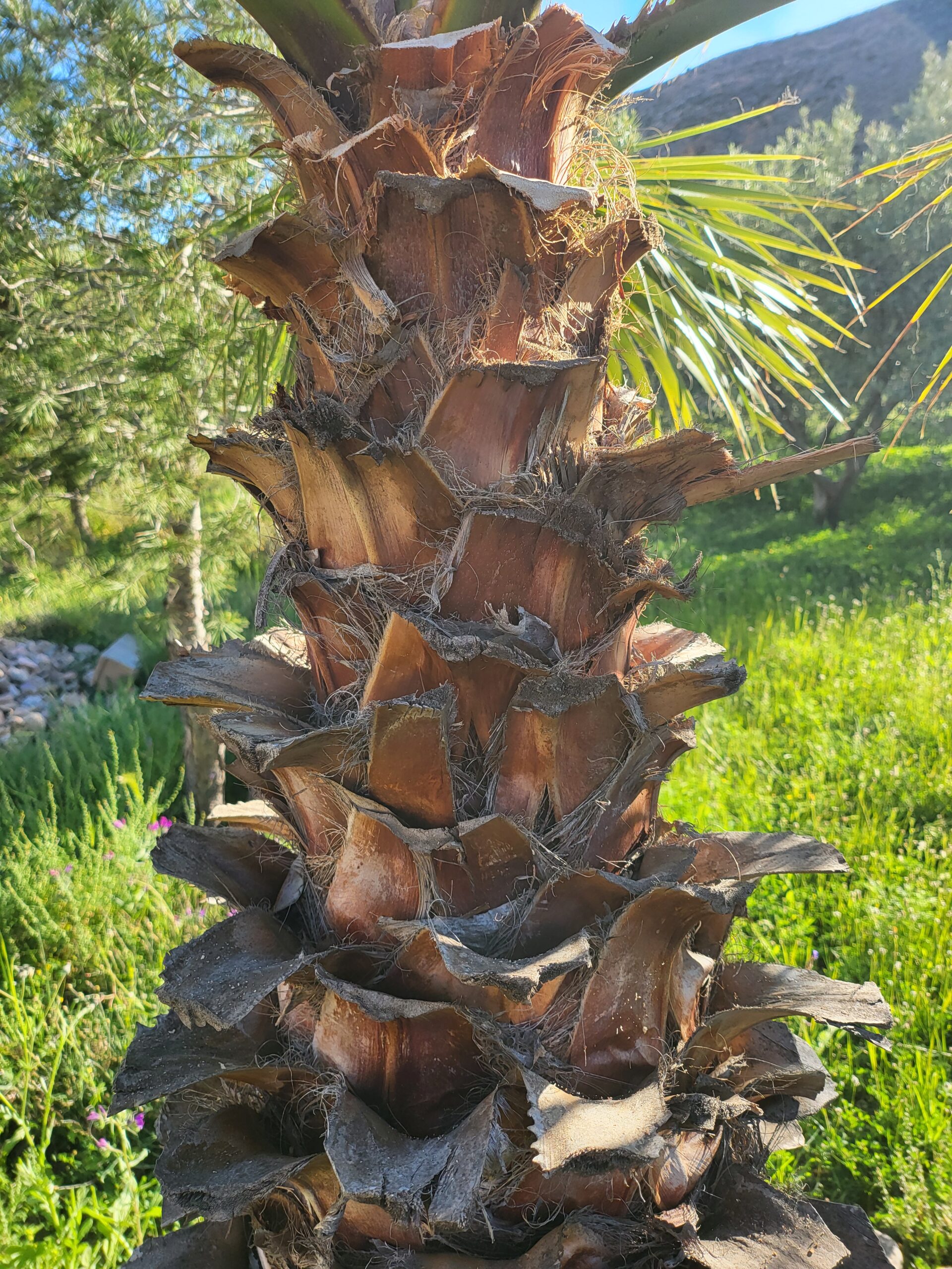 Priesterpalme Überwintern – Detailansicht zur Bestimmung