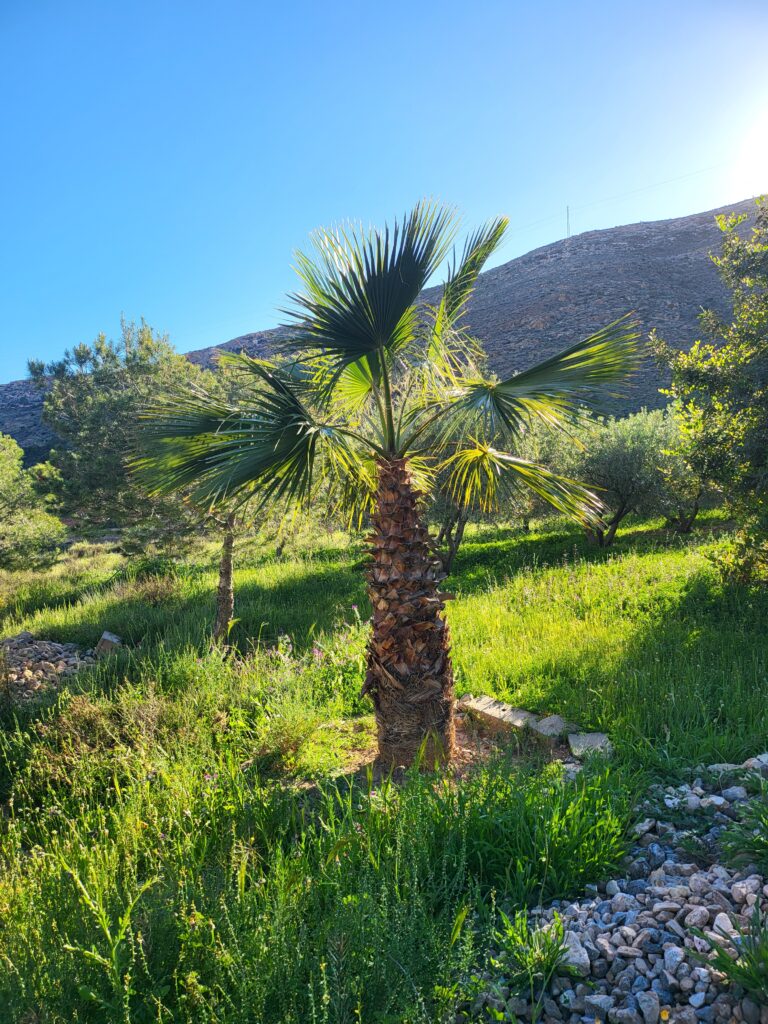 Priesterpalme Überwintern – Priesterpalme