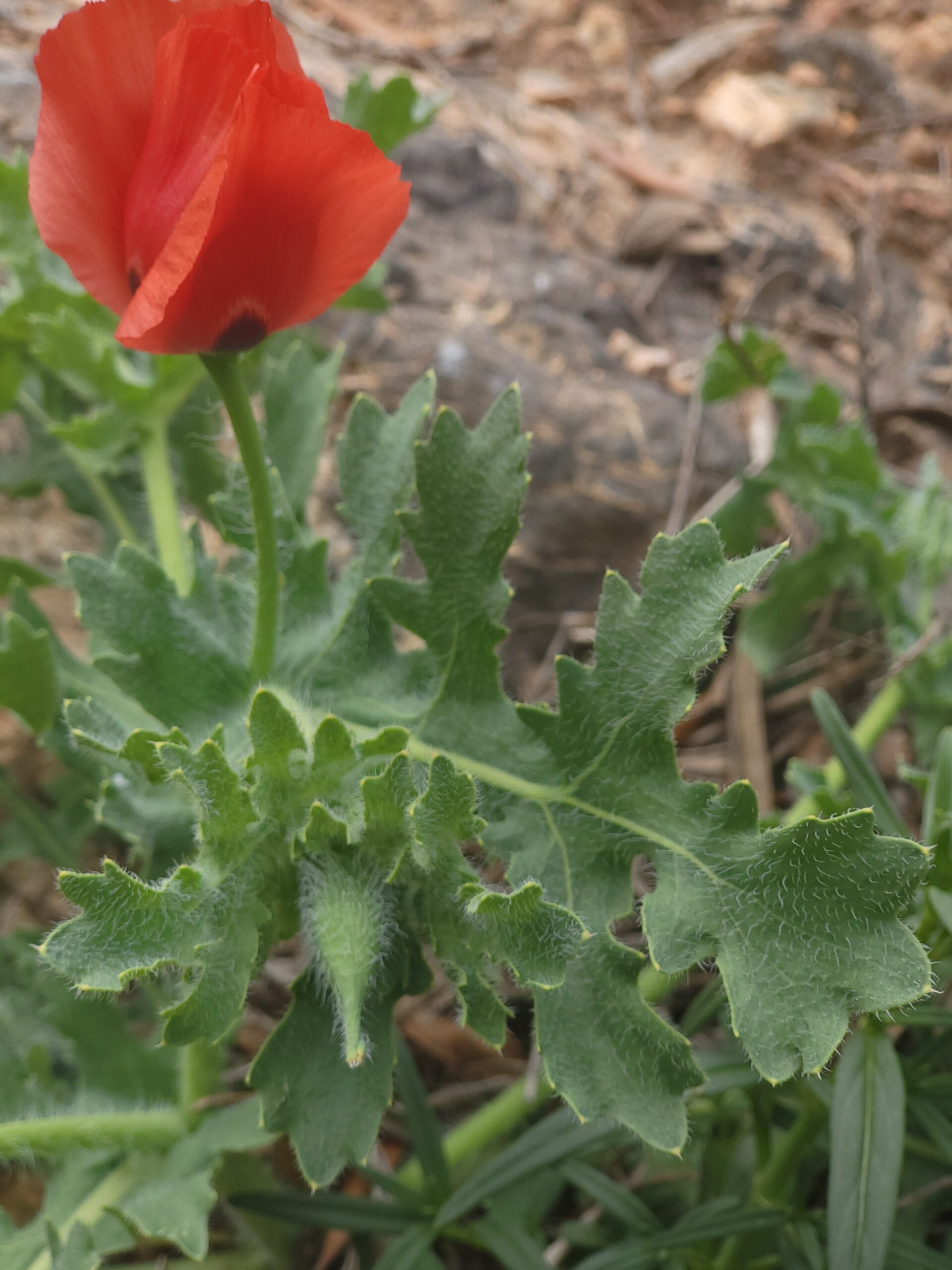 Roter Hornmohn – Bild 1 Roter Hornmohn – Detailansicht zur Bestimmung