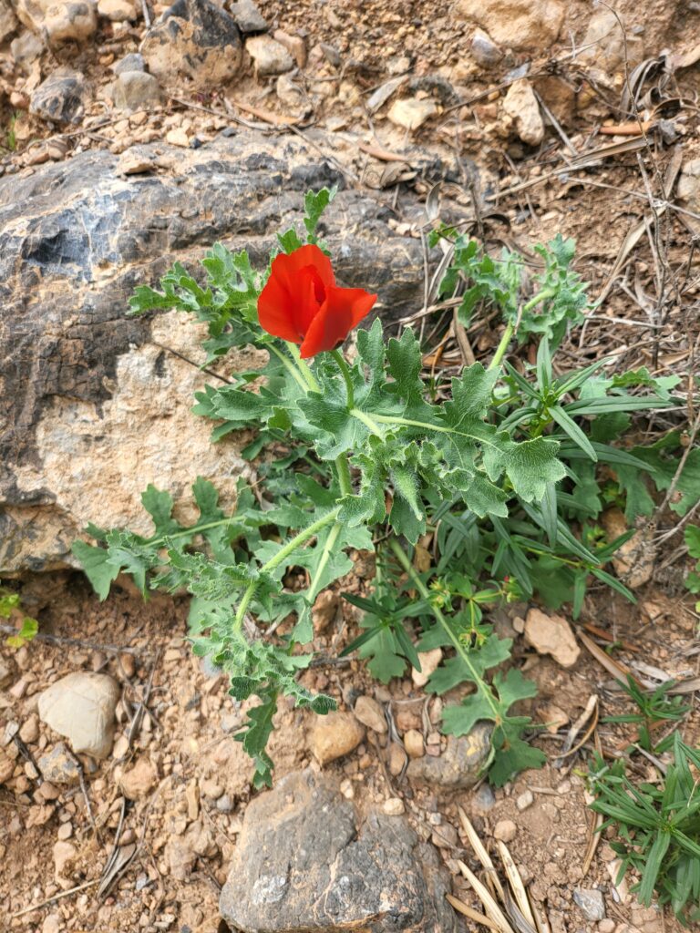 Roter Hornmohn