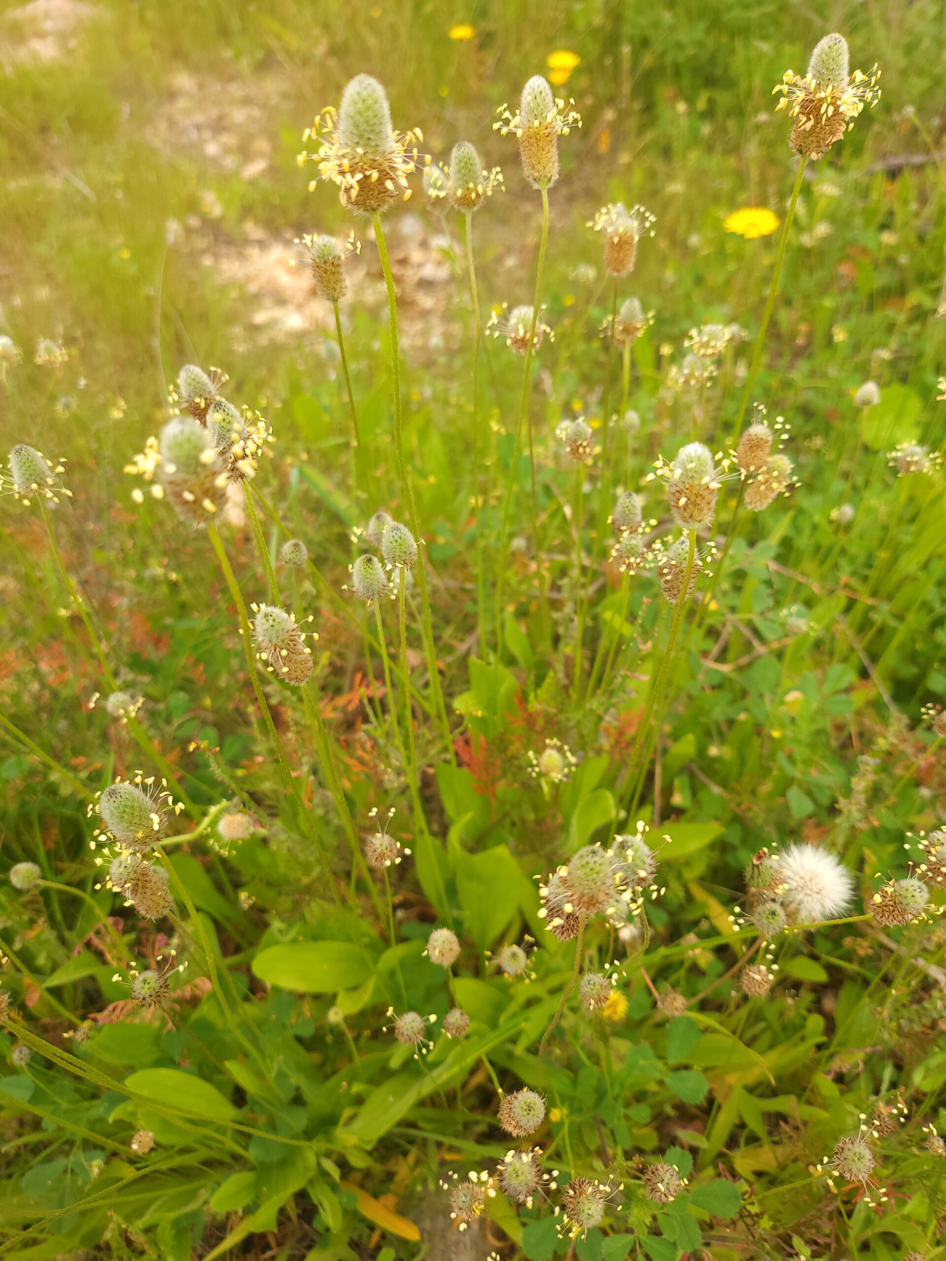 Spitzwegerich Wirkung – Spitzwegerich (Plantago lanceolata) Steckbrief: Merkmale, Herkunft und Pflege