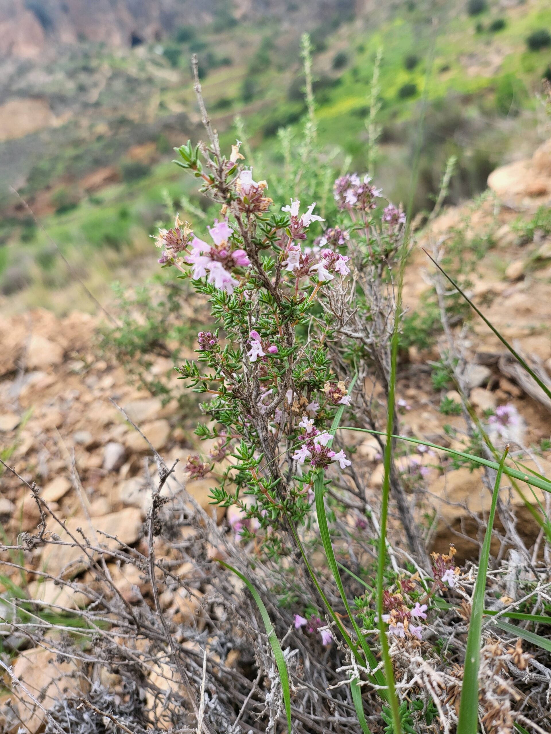 Thymus Hyemalis – ergänzende Aufnahme mit typischen Merkmalen