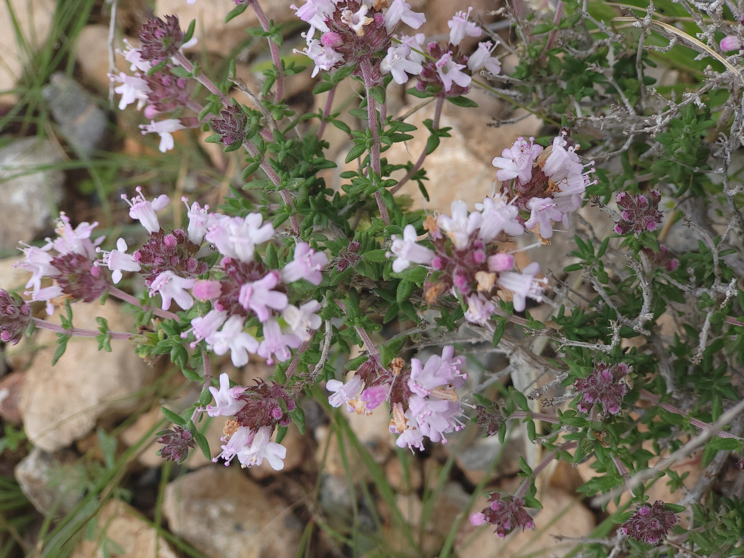 Thymus Hyemalis – Detailansicht zur Bestimmung