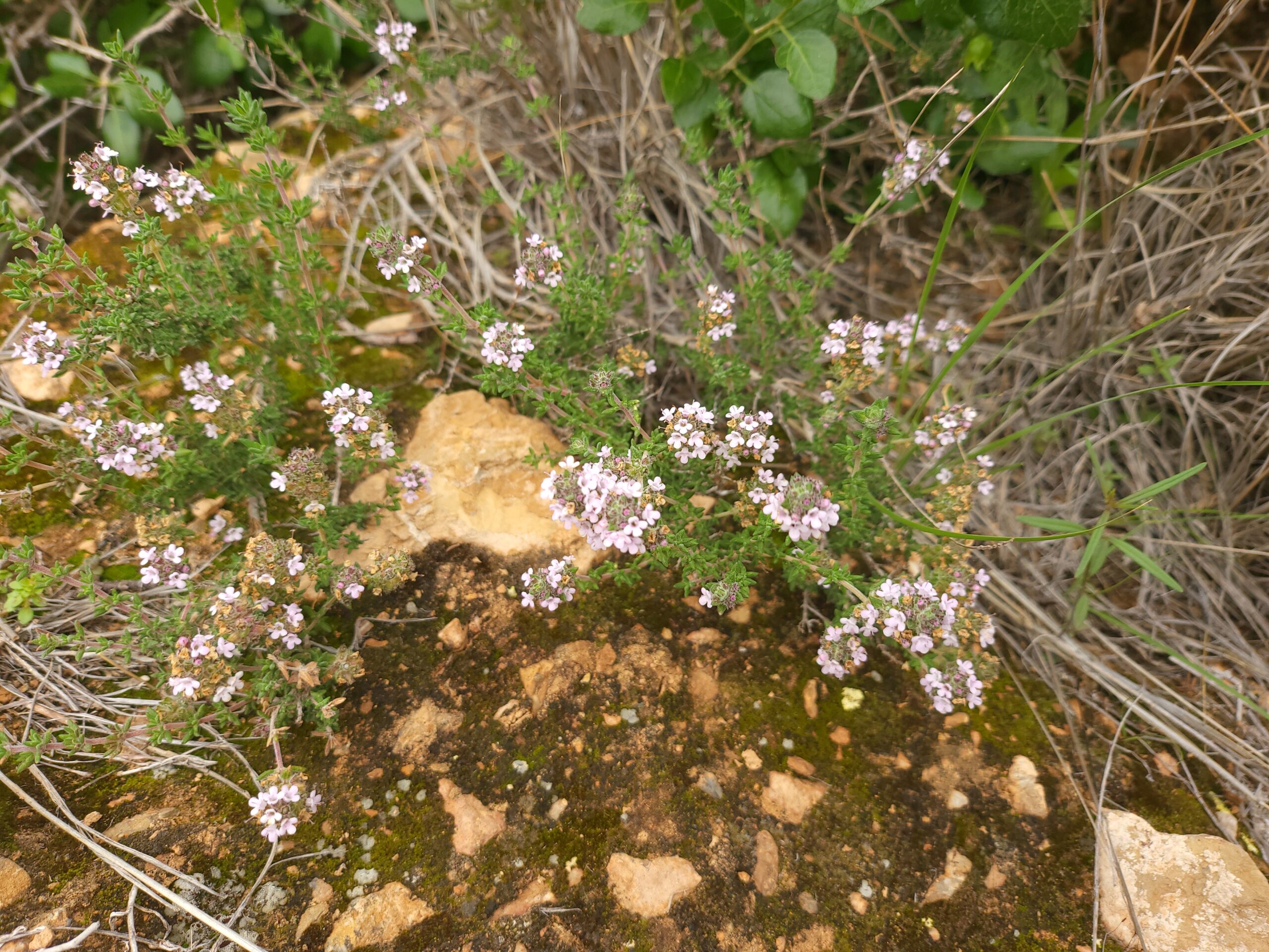 Thymus Hyemalis – ergänzende Ansicht 3