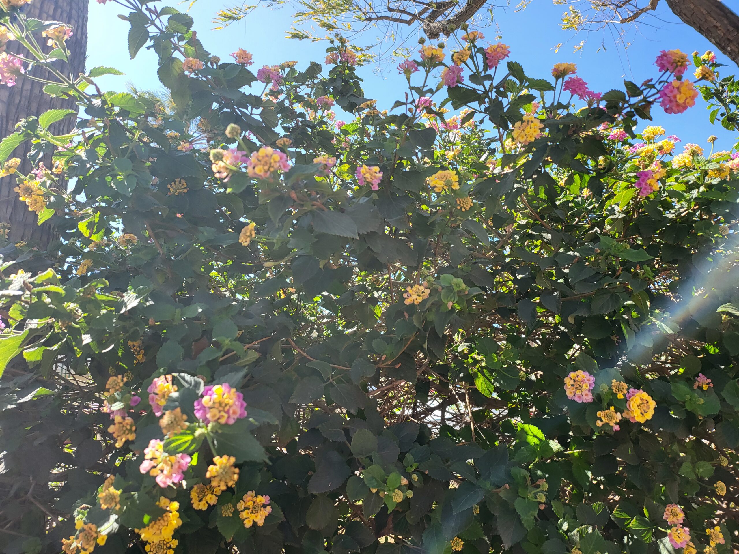 Wandelröschen – Wandelröschen (Lantana camara) Steckbrief: Merkmale, Herkunft und Pflege