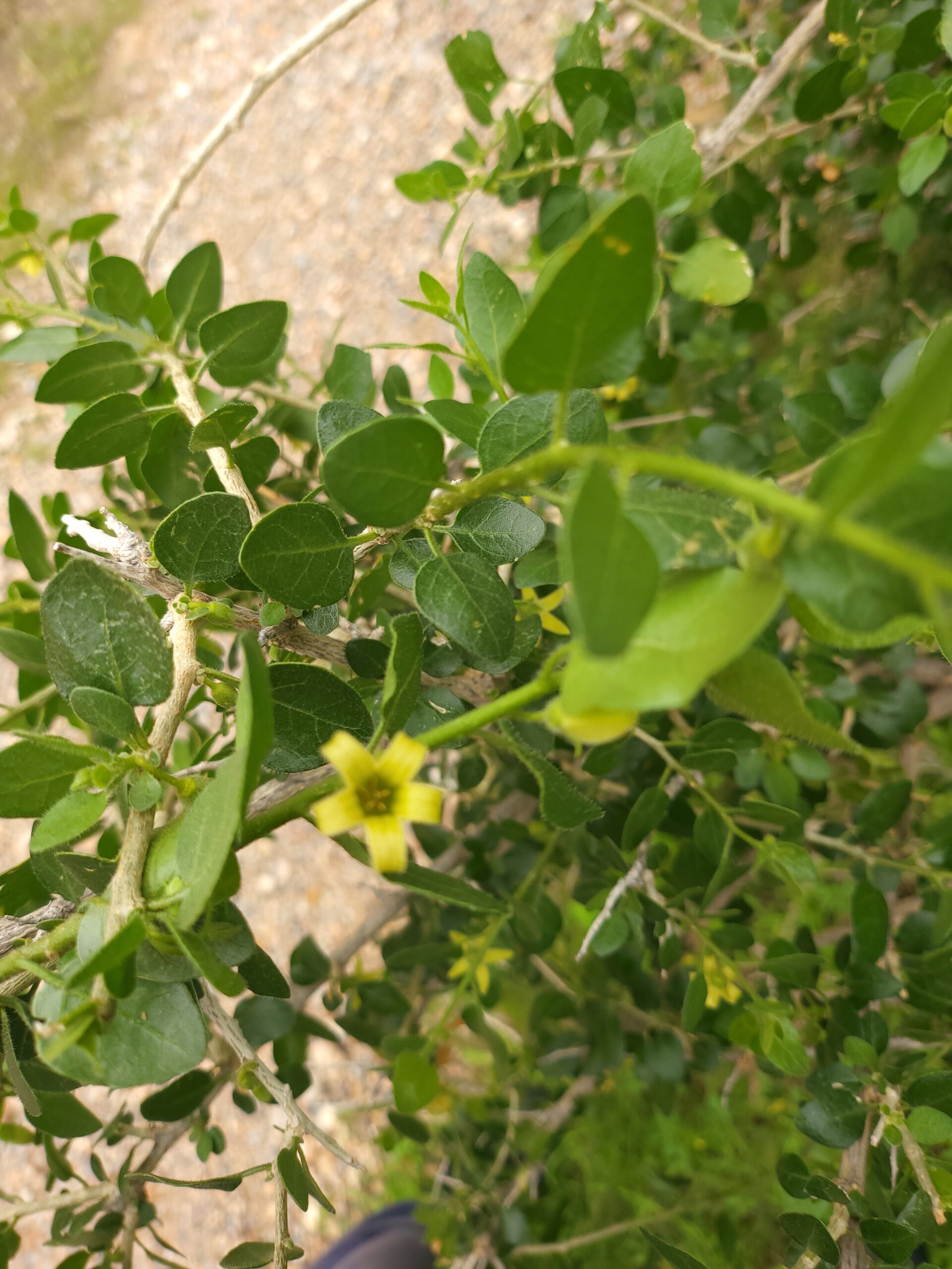 Withania Frutescens – ergänzende Aufnahme mit typischen Merkmalen